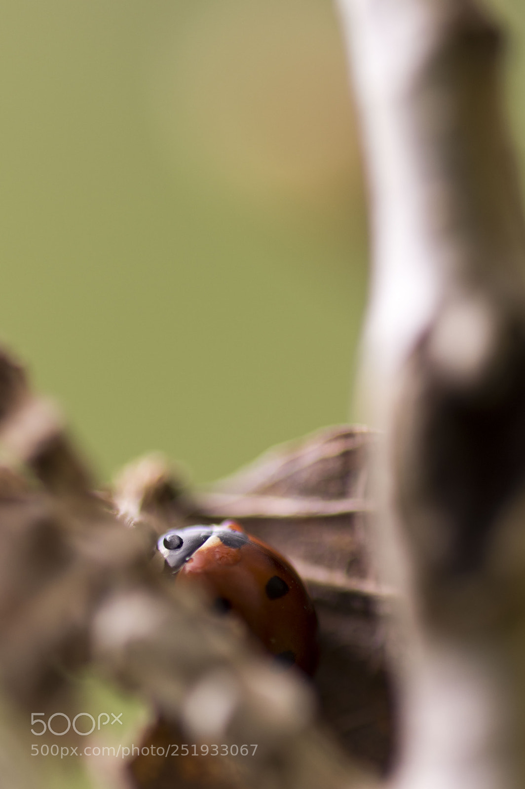 Pentax K-3 sample photo. Coccinelle photography
