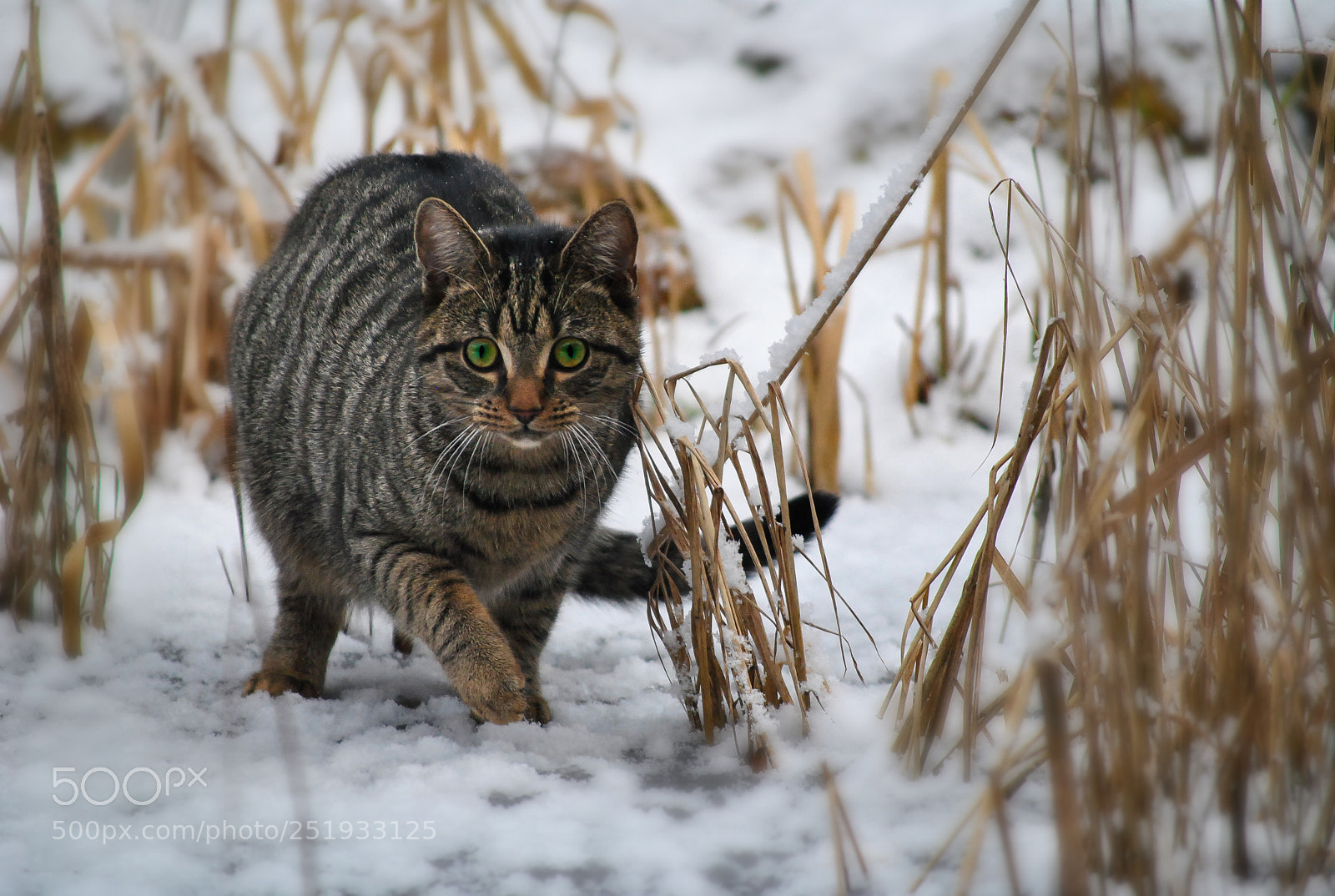 Nikon D3000 sample photo. Auf der jagd photography