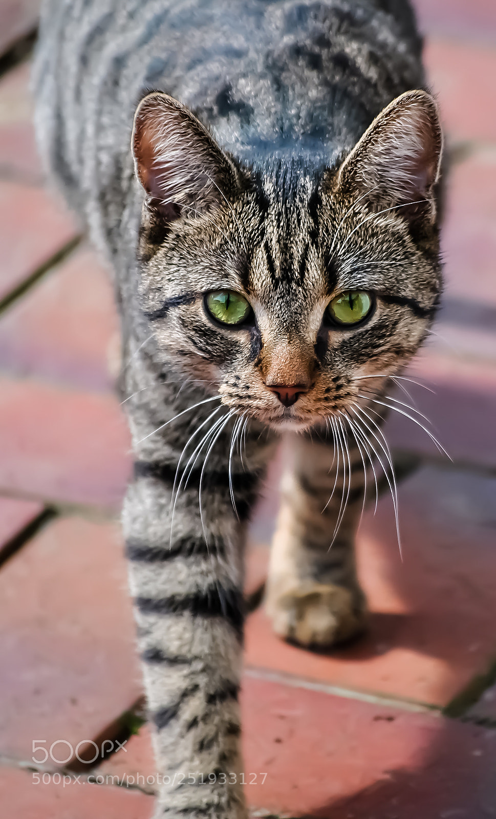 Nikon D3000 sample photo. Hello photography