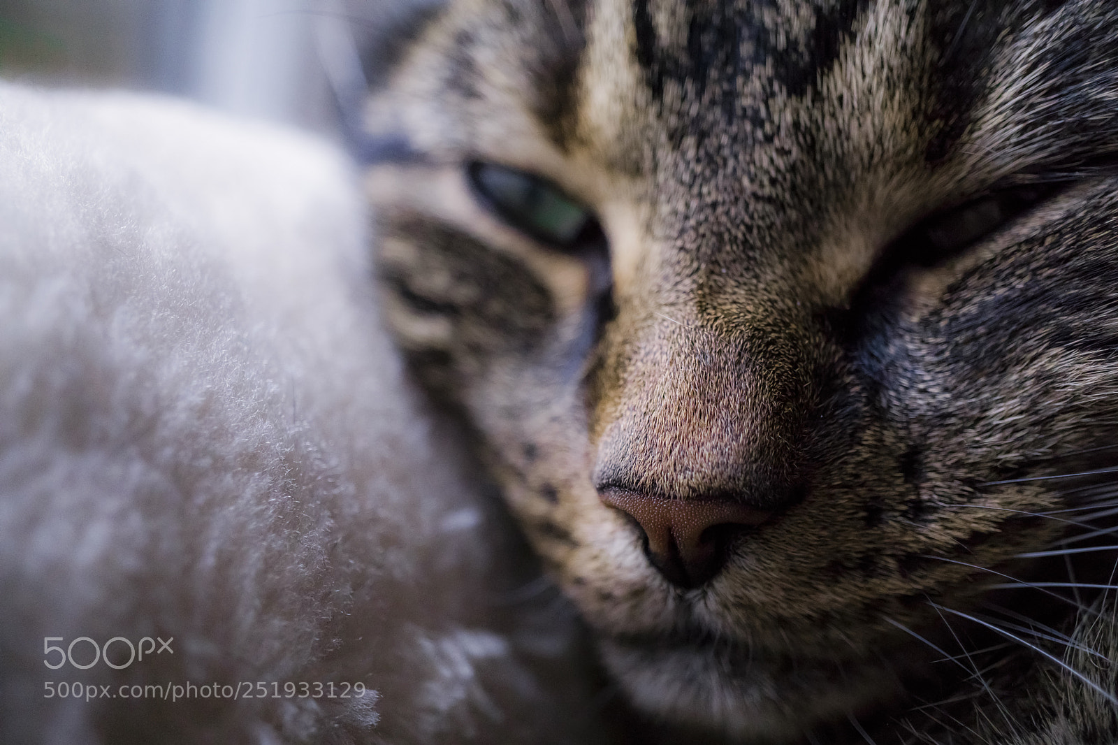 Sony a6000 sample photo. Sleep little maya photography