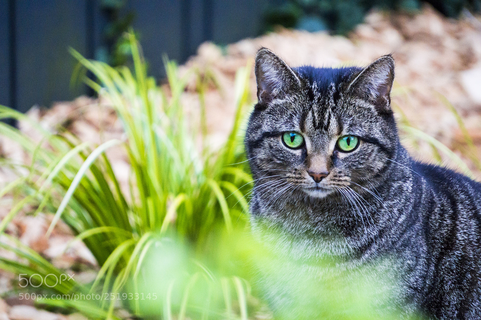 Sony a6000 sample photo. Garden beauty photography