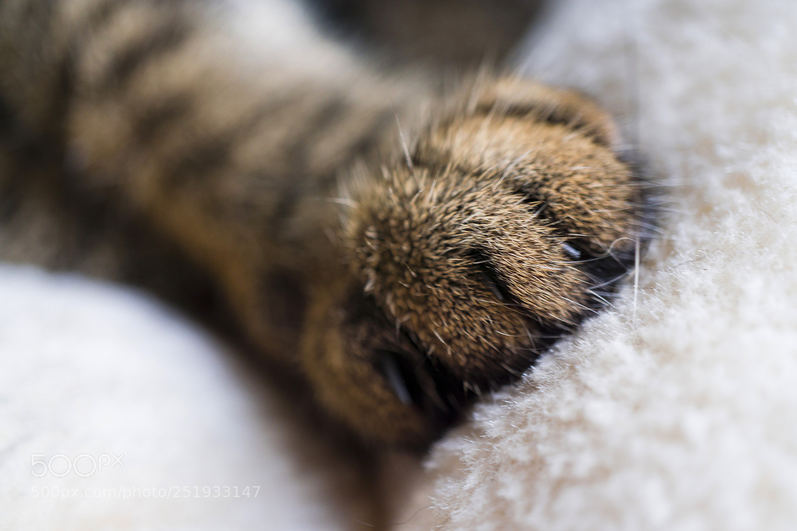 Sony a6000 sample photo. Little paw photography