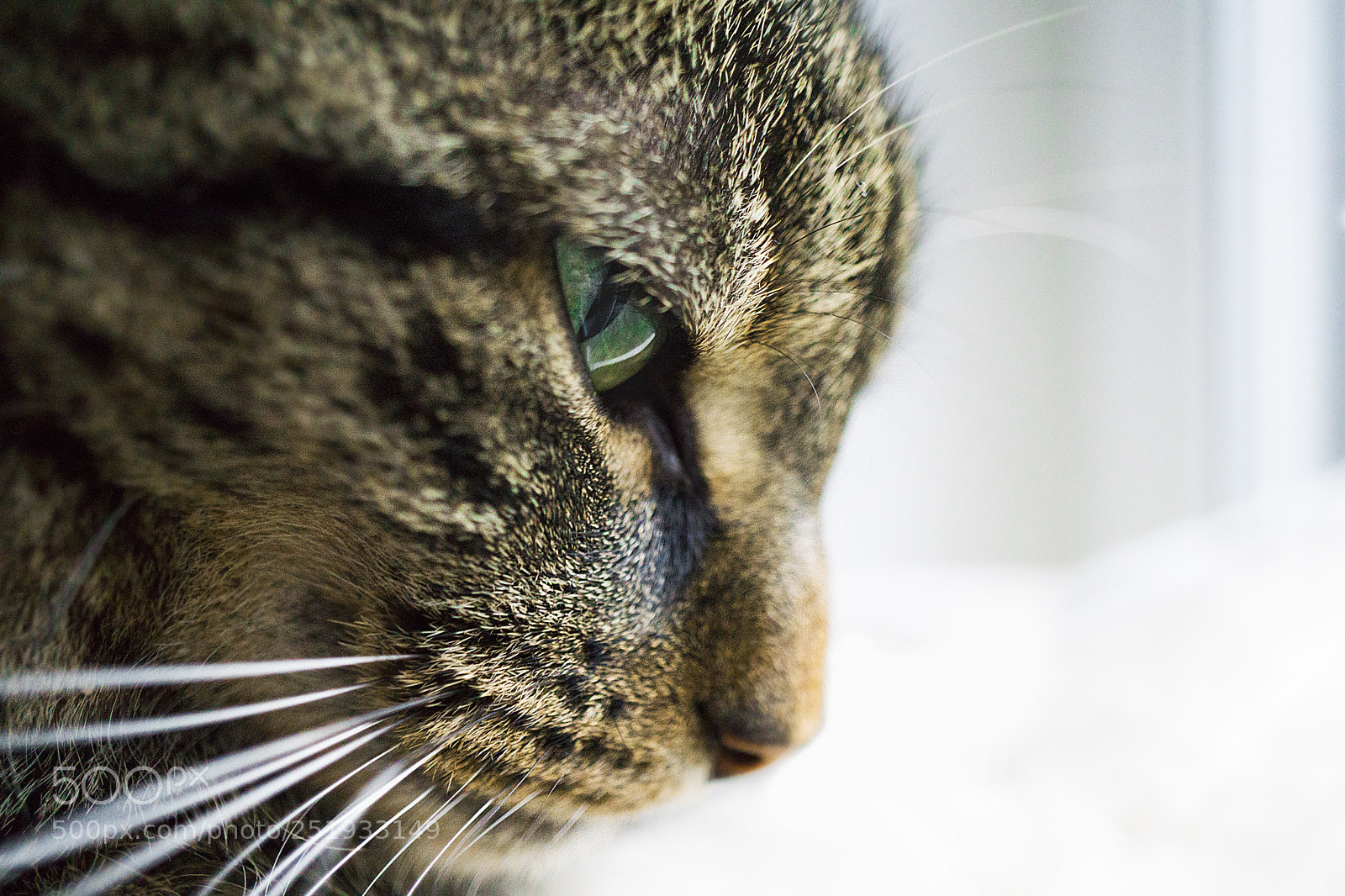 Sony a6000 sample photo. Daydream photography