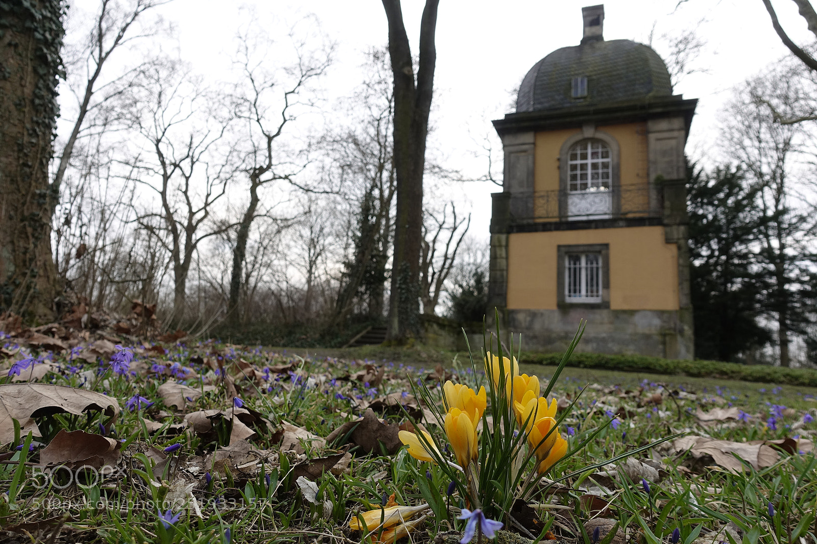 Sony DSC-RX100M5 sample photo. Scilla siberica, blausternchen.blaue wunder photography