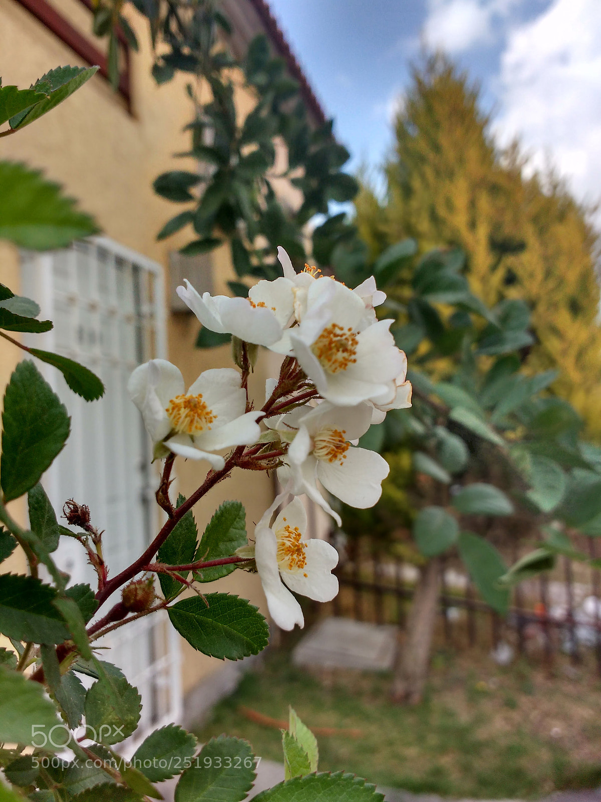 Motorola MotoG3 sample photo. Flores photography