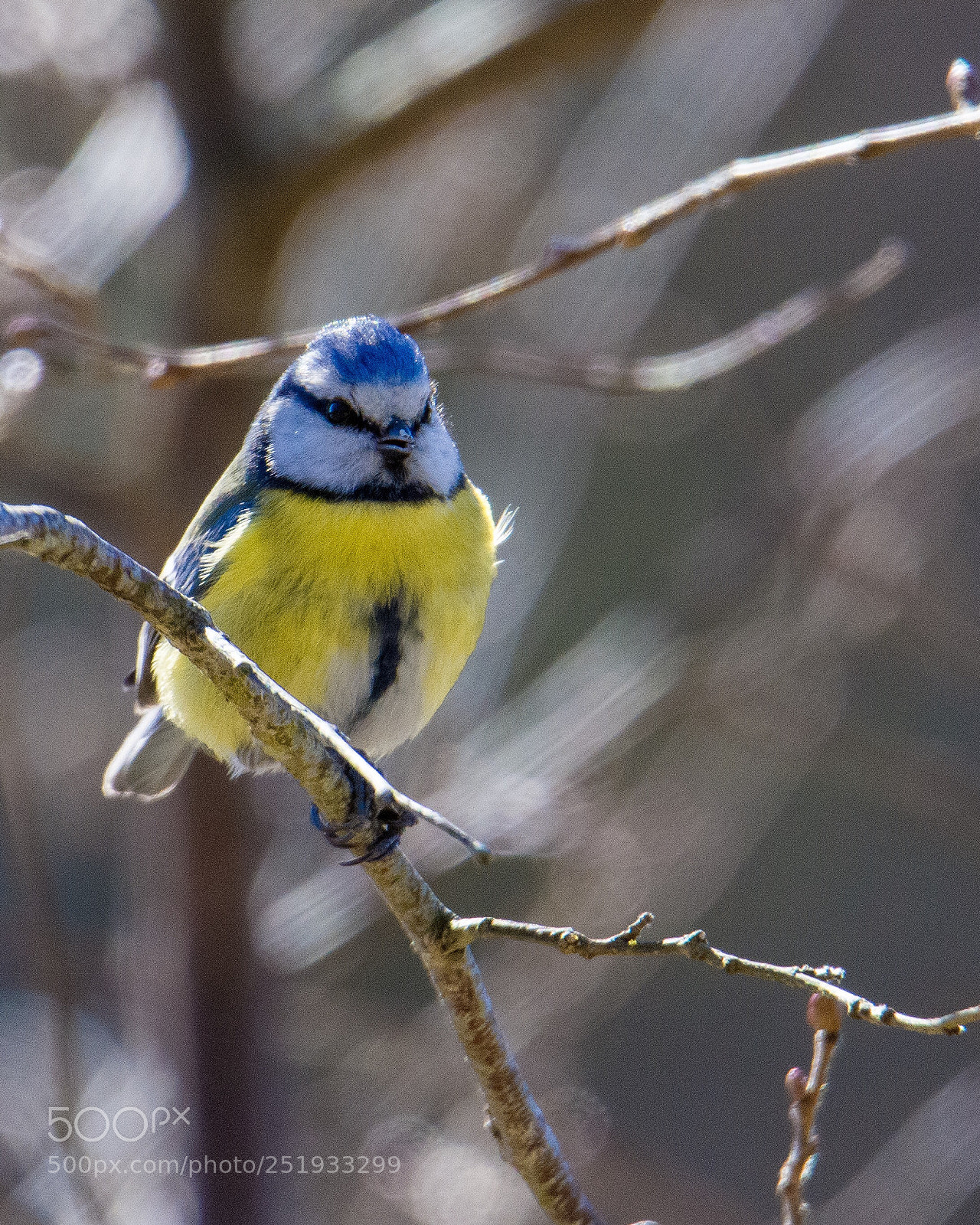 Nikon D7200 sample photo. Cocky little #$@&%*! photography