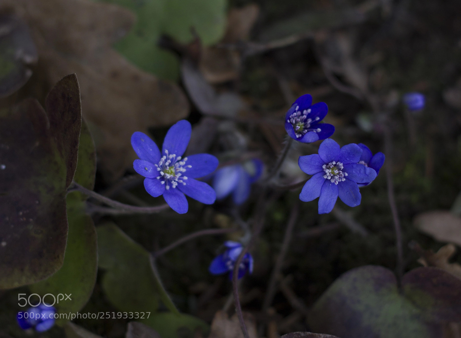 Canon EOS 550D (EOS Rebel T2i / EOS Kiss X4) sample photo. Blue  photography