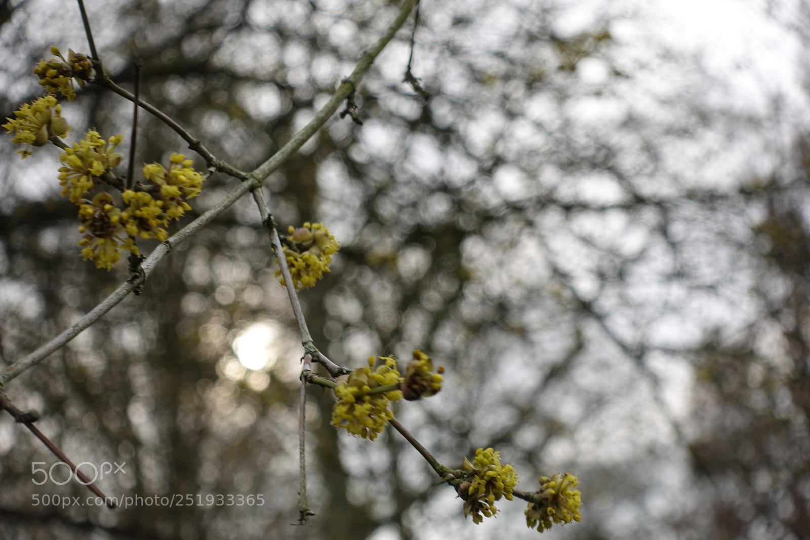 Sony DSC-RX100M5 sample photo. Park in linden,hannover. photography