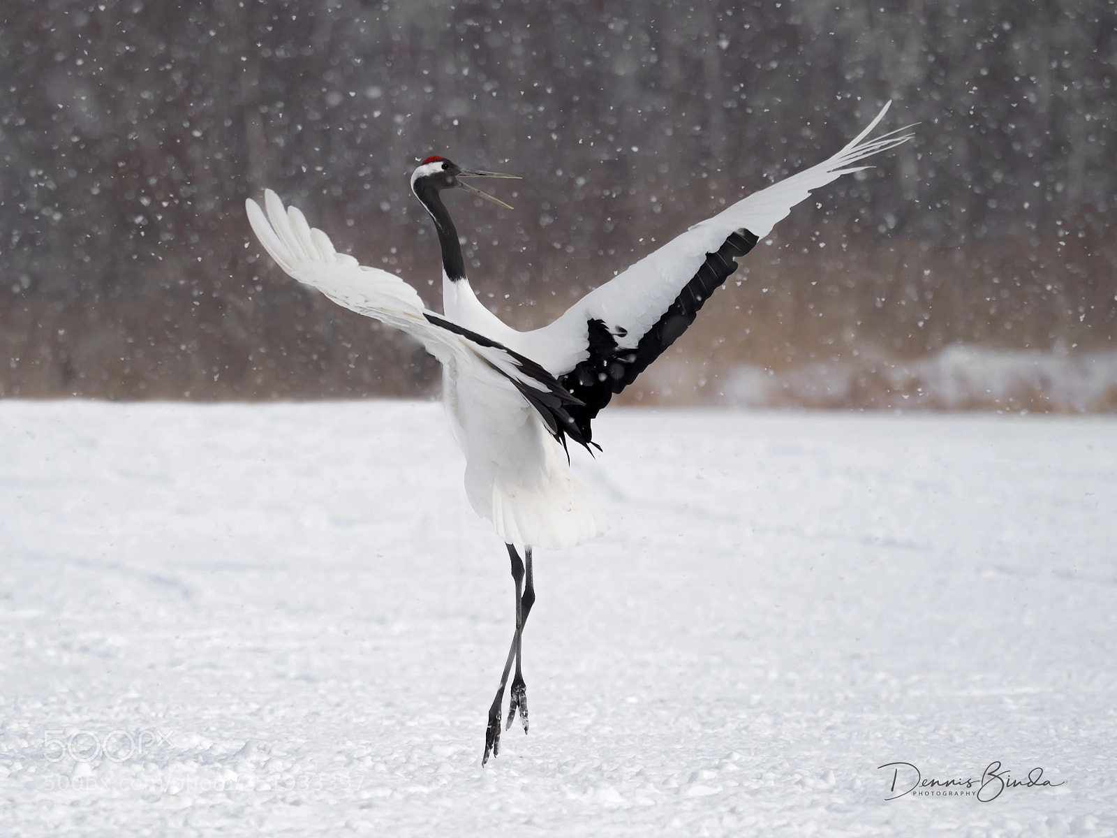 Olympus OM-D E-M1 Mark II sample photo. Dance.....in the old fashioned photography
