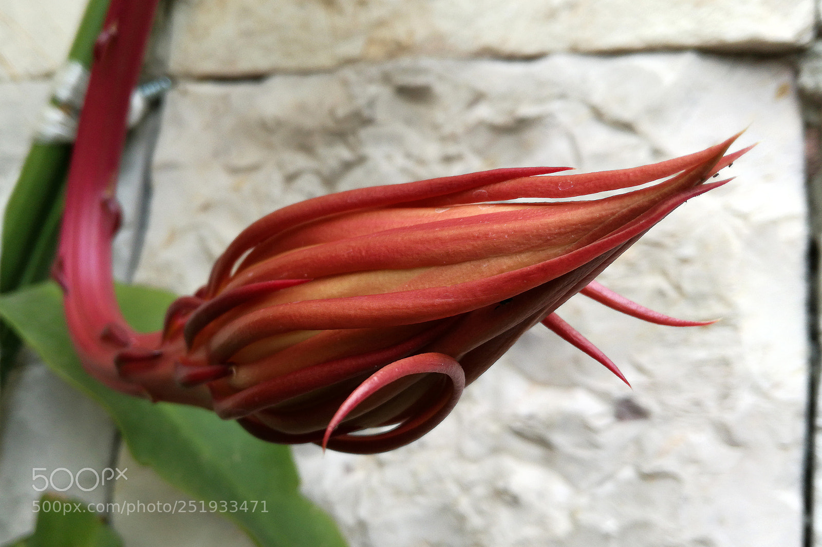 HUAWEI P9 LITE sample photo. Exotic flower flor ex photography