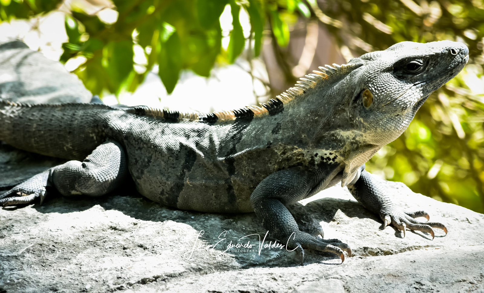 Nikon D7200 sample photo. Iguana in natural photography
