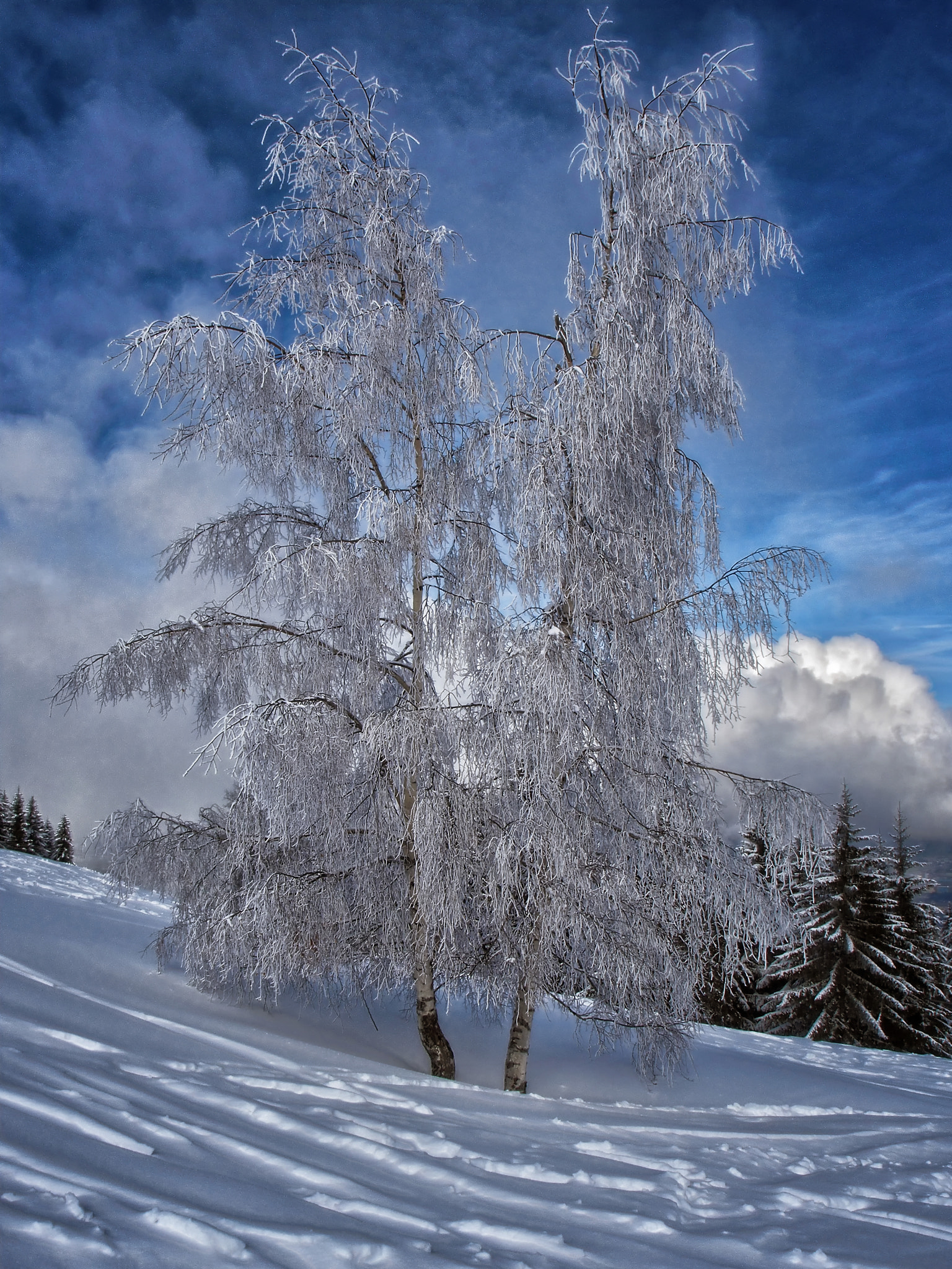 Olympus XZ-2 iHS sample photo. Frosted tree photography