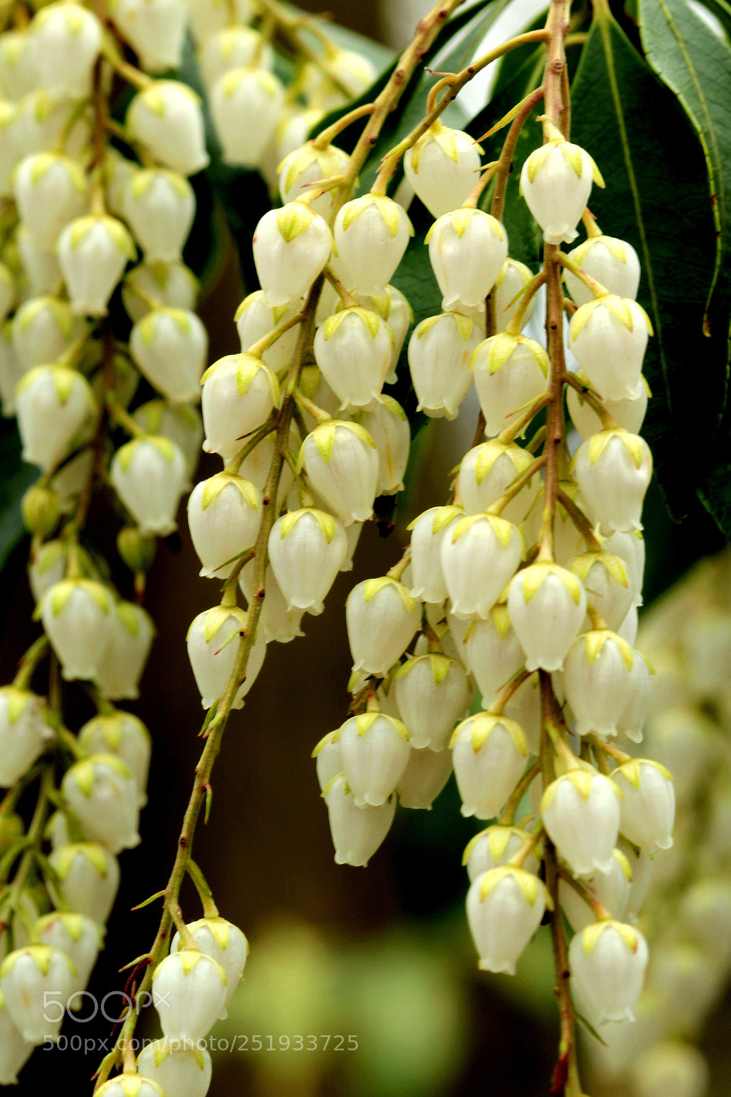 Canon EOS 60D sample photo. Bells photography
