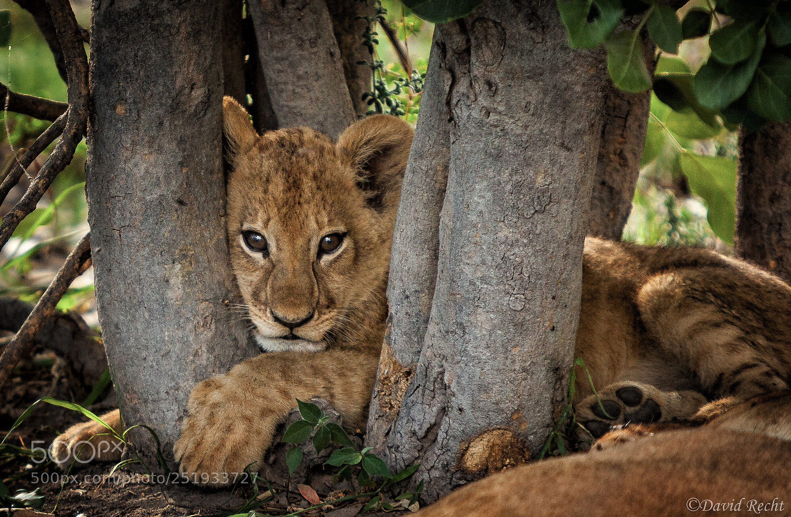 Canon EOS 5D Mark II sample photo. Tree hugger photography