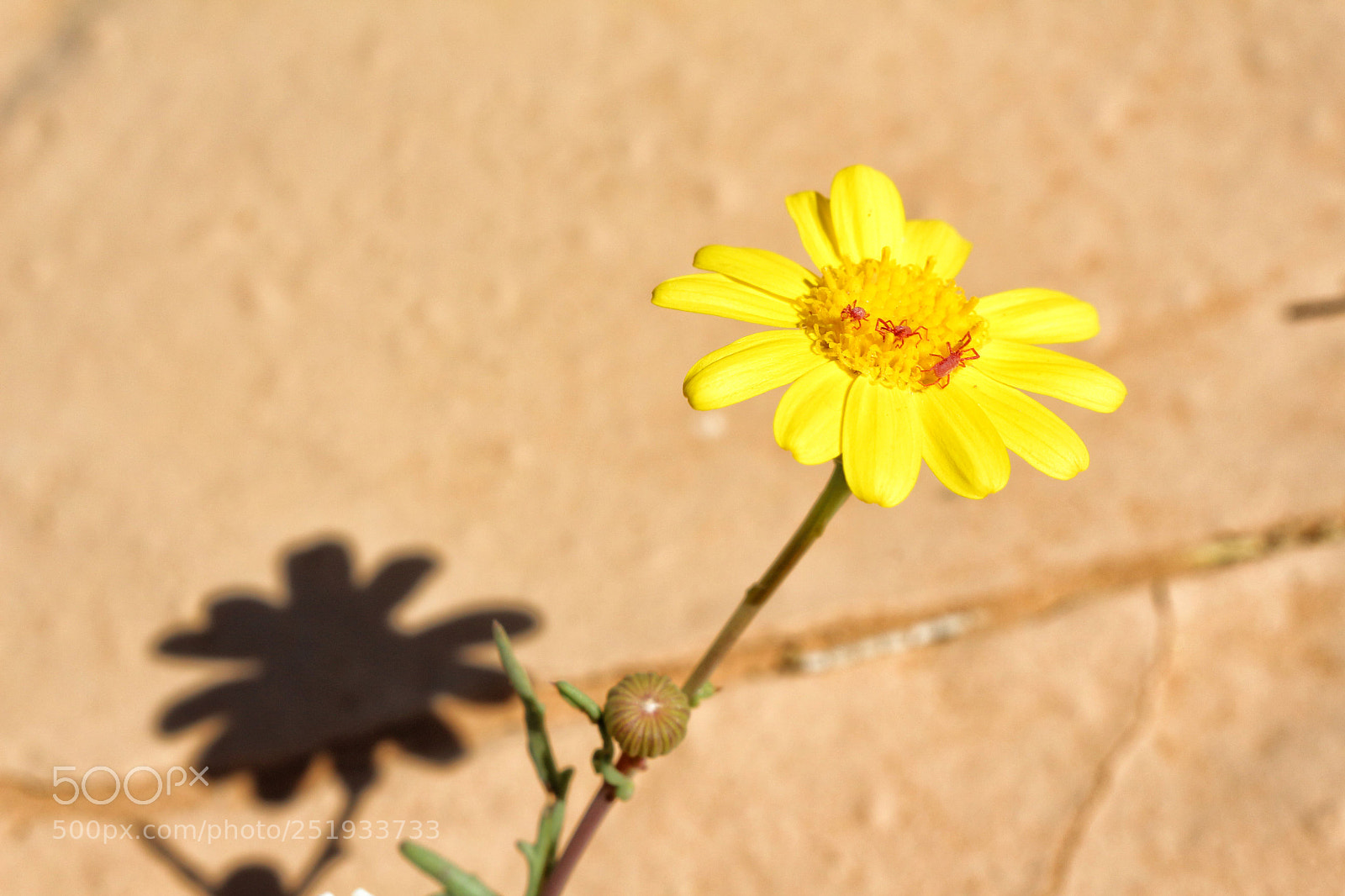 Canon EOS 700D (EOS Rebel T5i / EOS Kiss X7i) sample photo. Symbiosis or parasitism .. photography