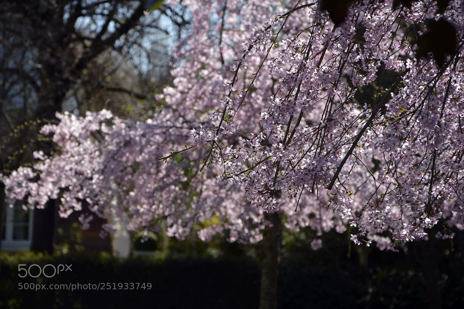 Nikon D5200 sample photo. Pink photography