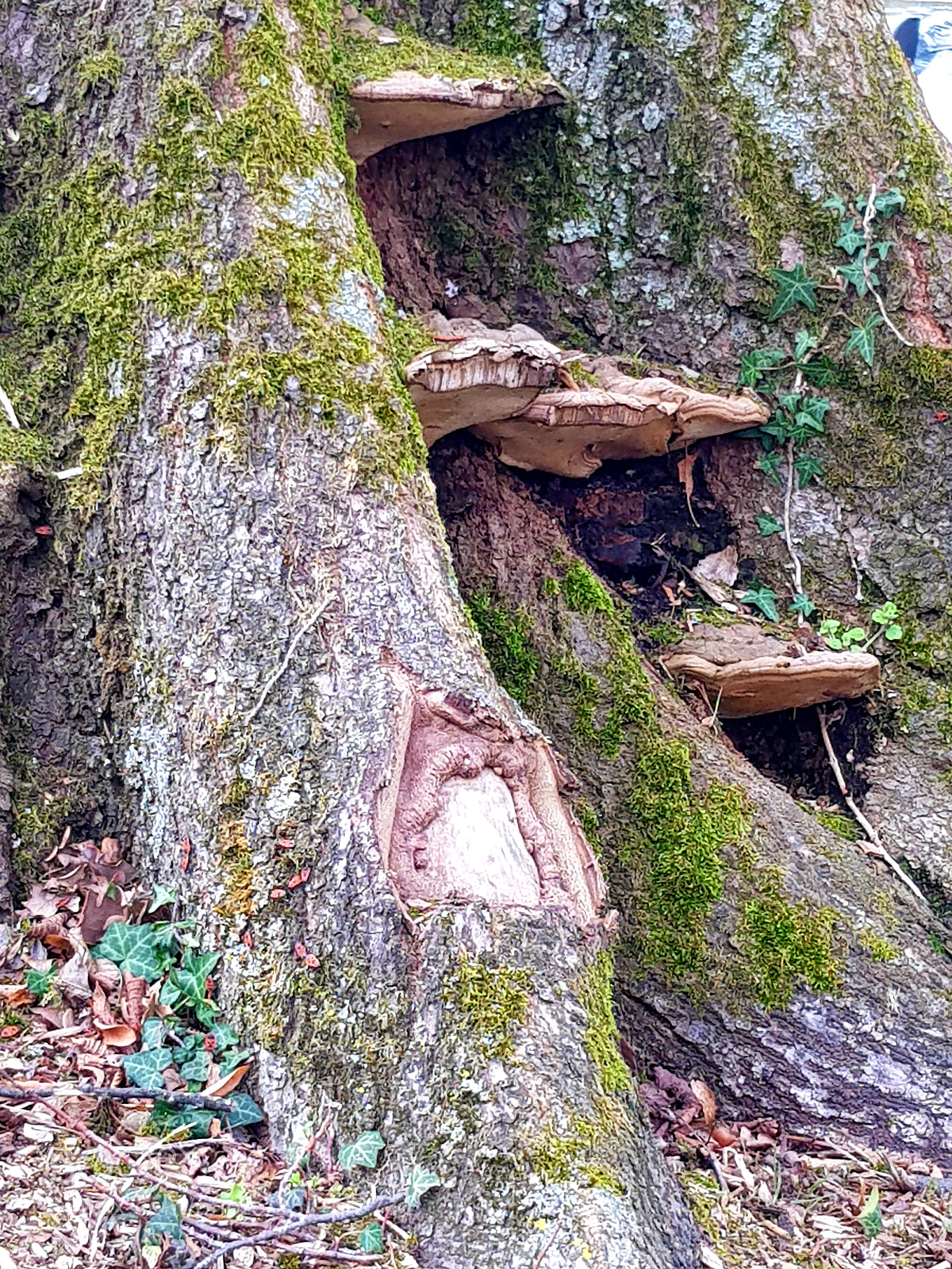 Samsung Galaxy S8 sample photo. Les marches de l photography