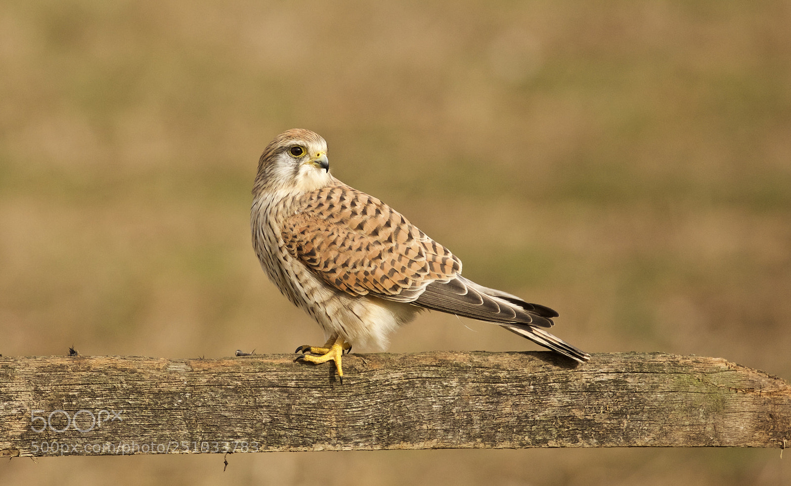 Canon EOS 5D Mark IV sample photo. Kestrel photography