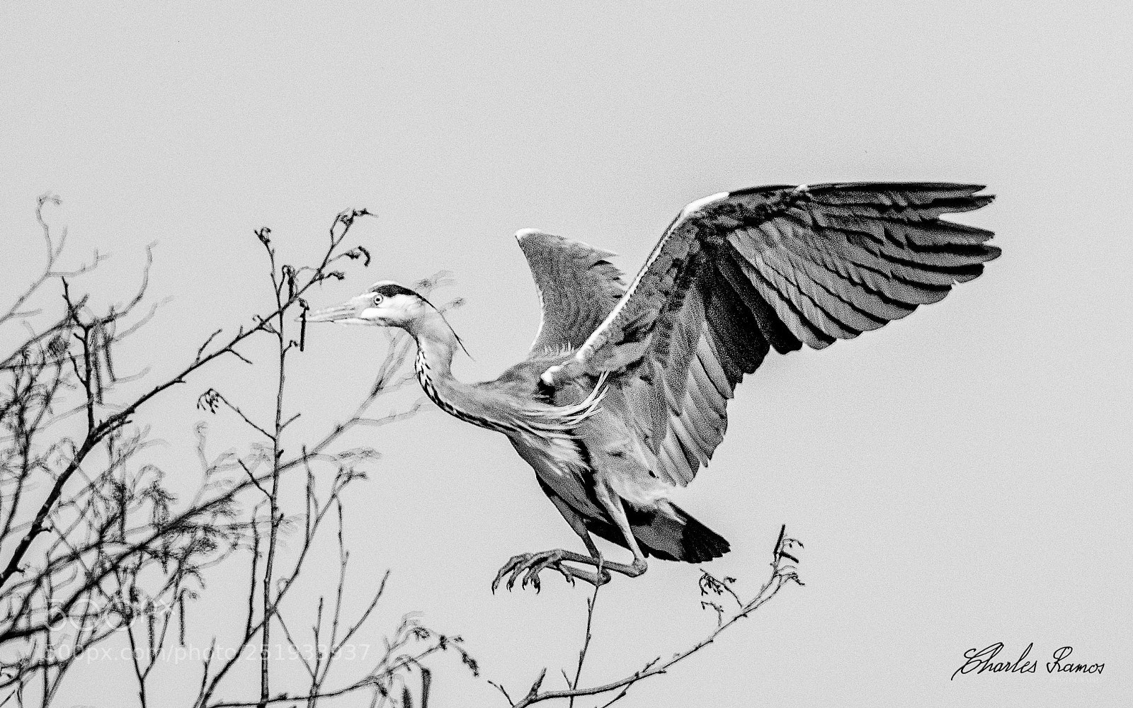 Nikon D500 sample photo. @ the top photography