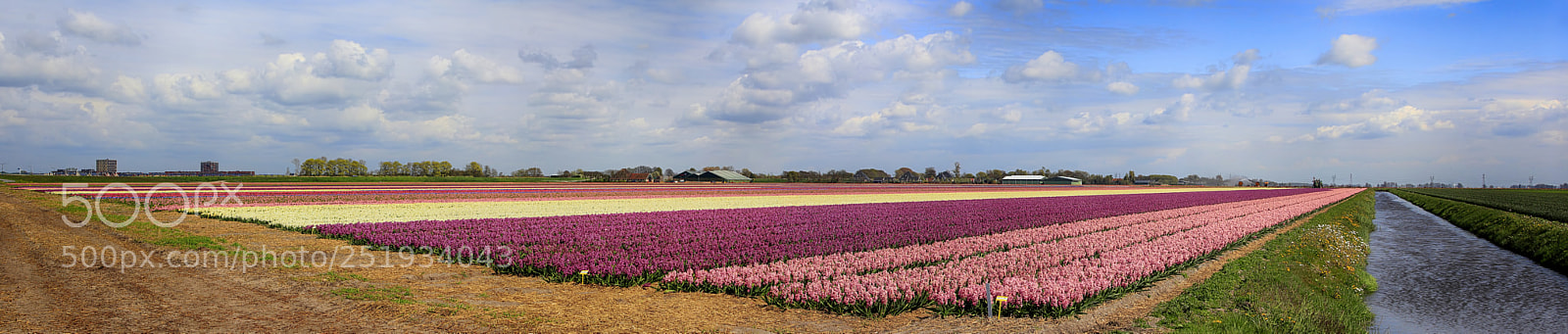 Canon EOS 60D sample photo. A lot of hyacinths photography