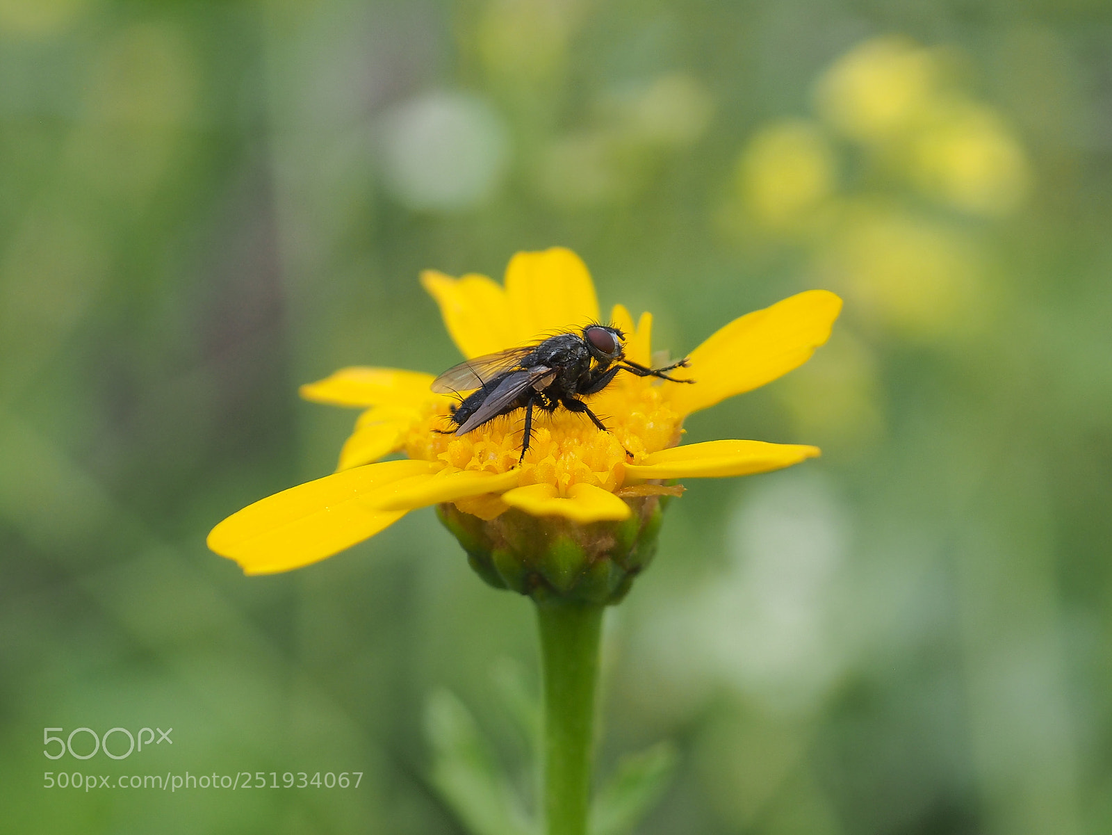 Olympus OM-D E-M10 sample photo. Fly on a flower photography