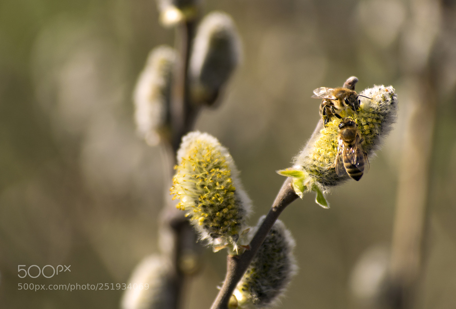 Nikon D3300 sample photo. Spring photography