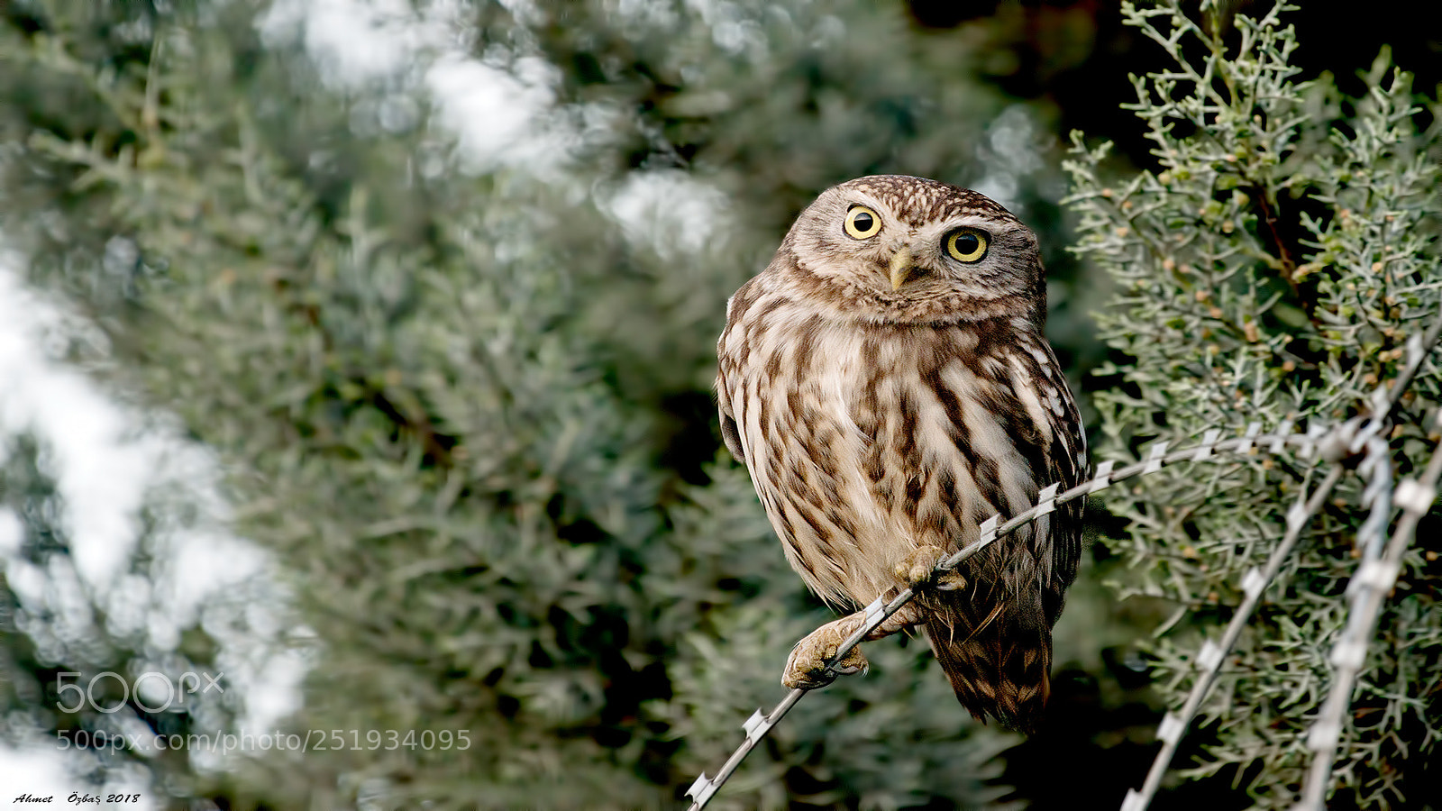 Nikon D800 sample photo. Little owl photography