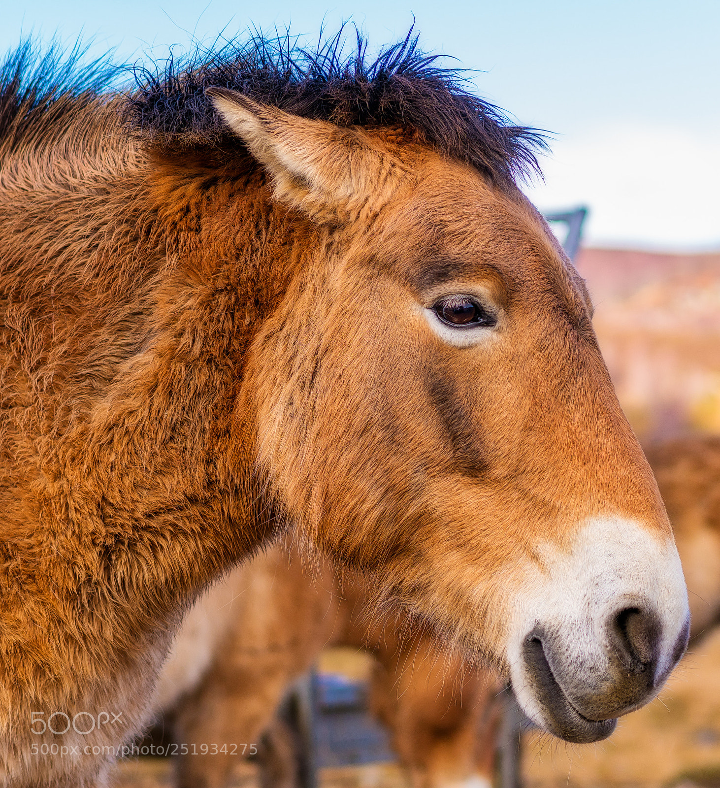 Sony a7R III sample photo. Edit photography