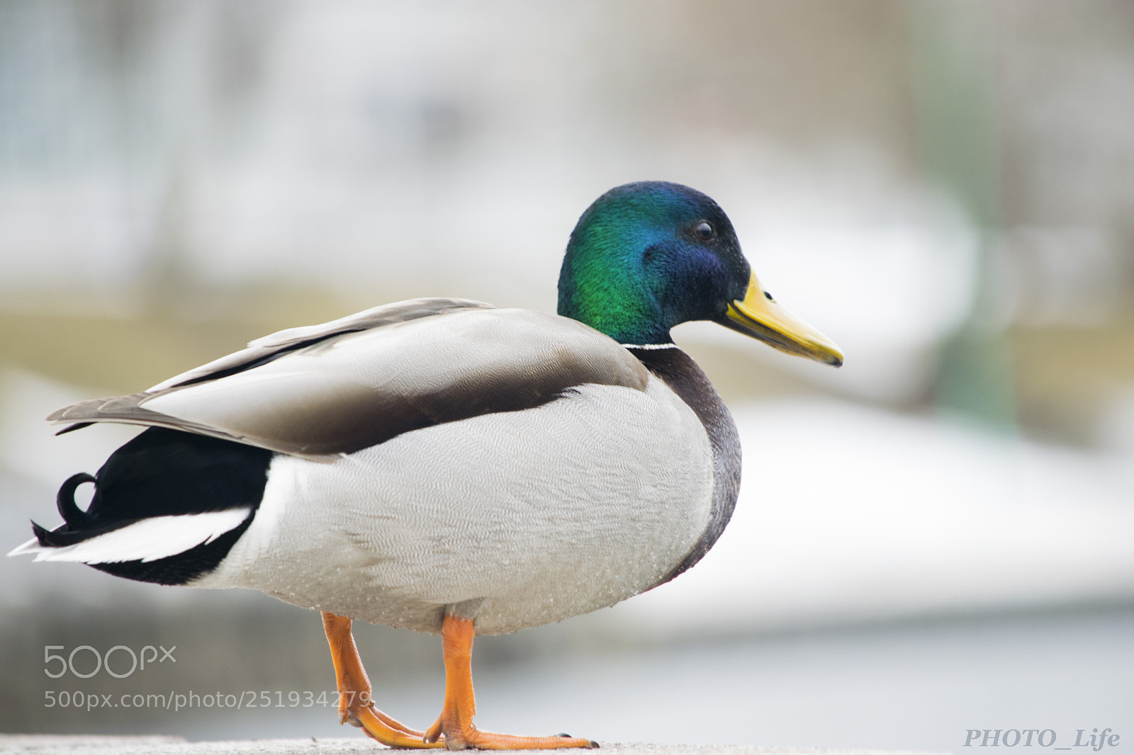 Nikon D3300 sample photo. Duck at the end photography