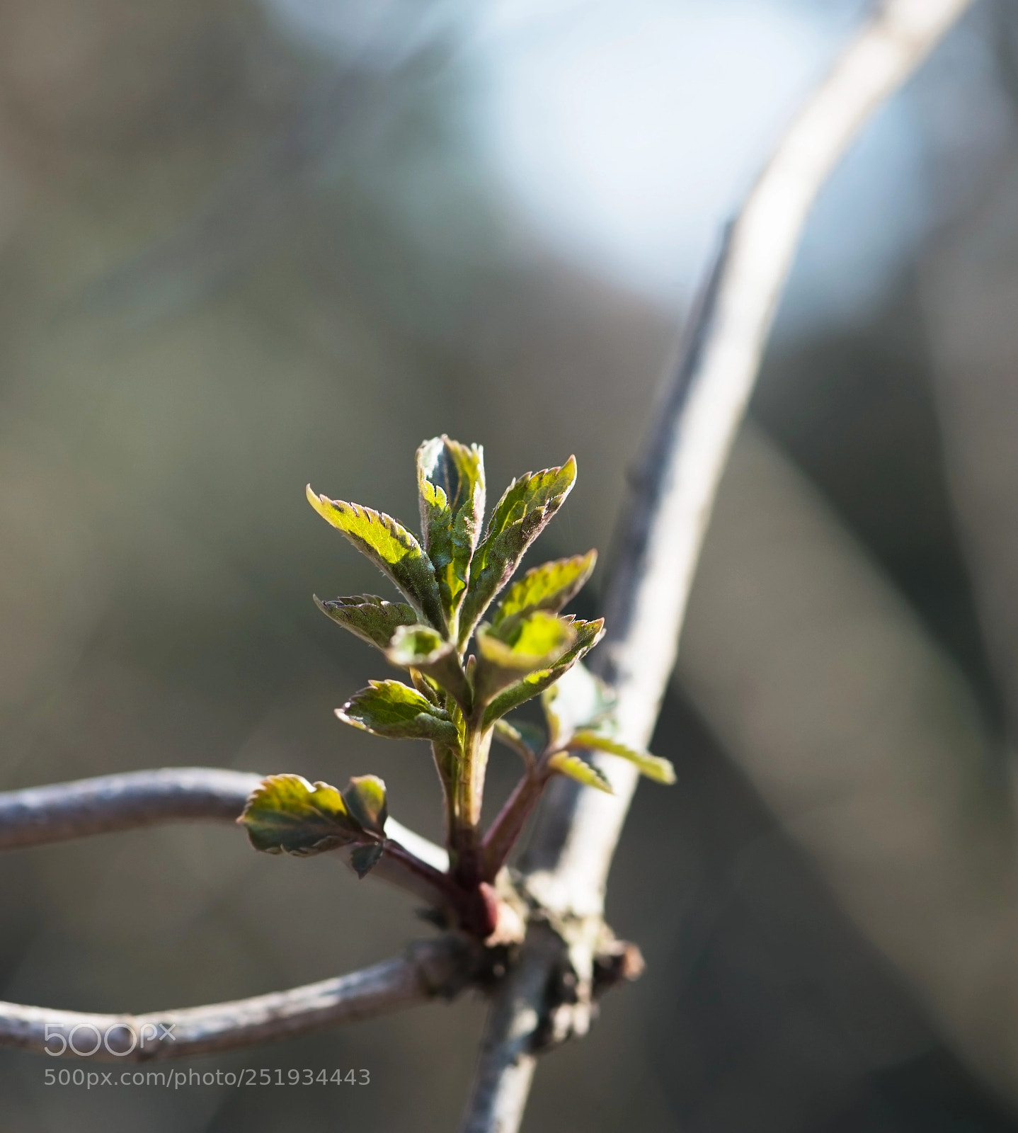 Nikon D800 sample photo. The start photography