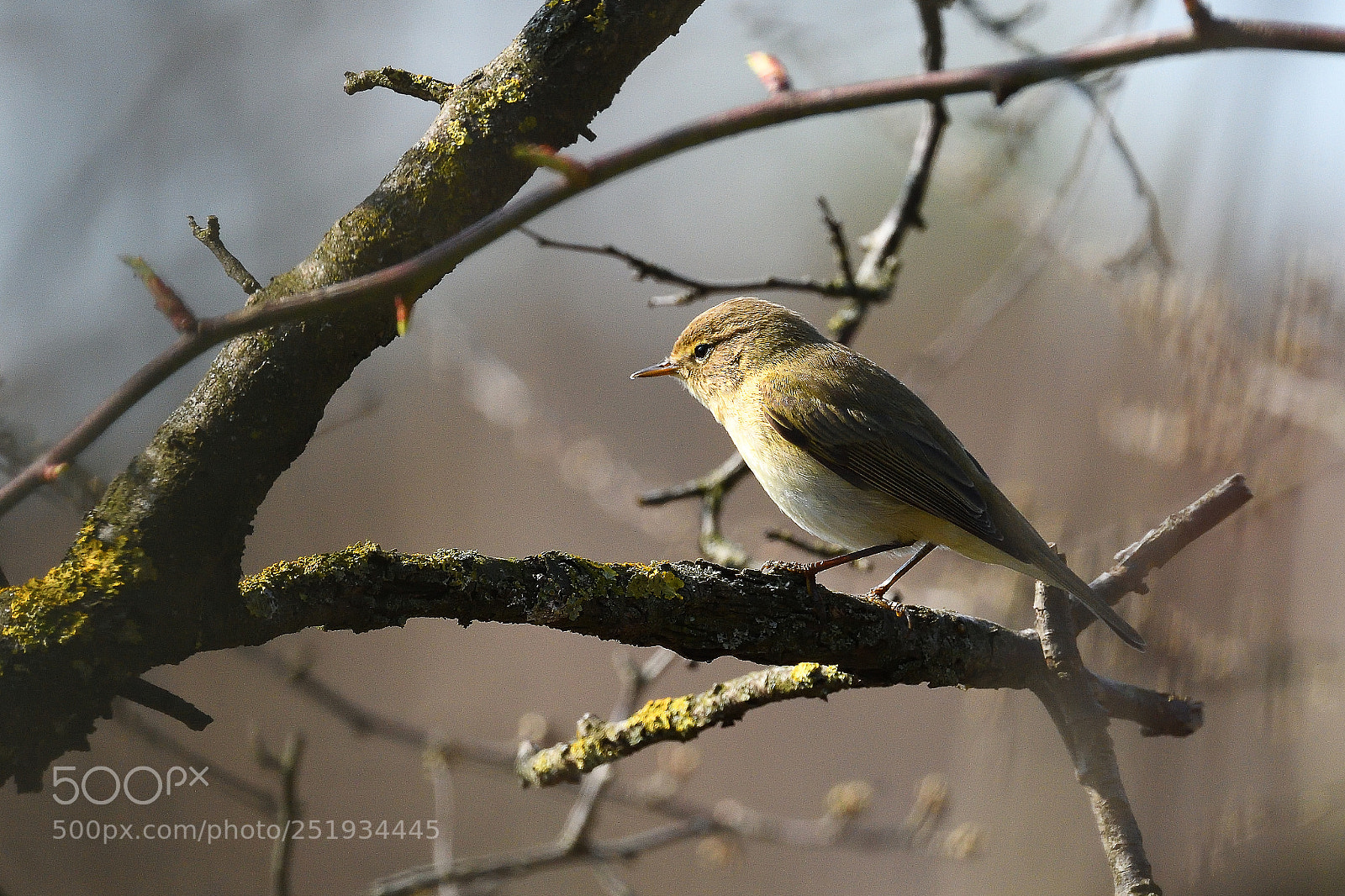 Nikon D500 sample photo. Naturalmente ambientata photography