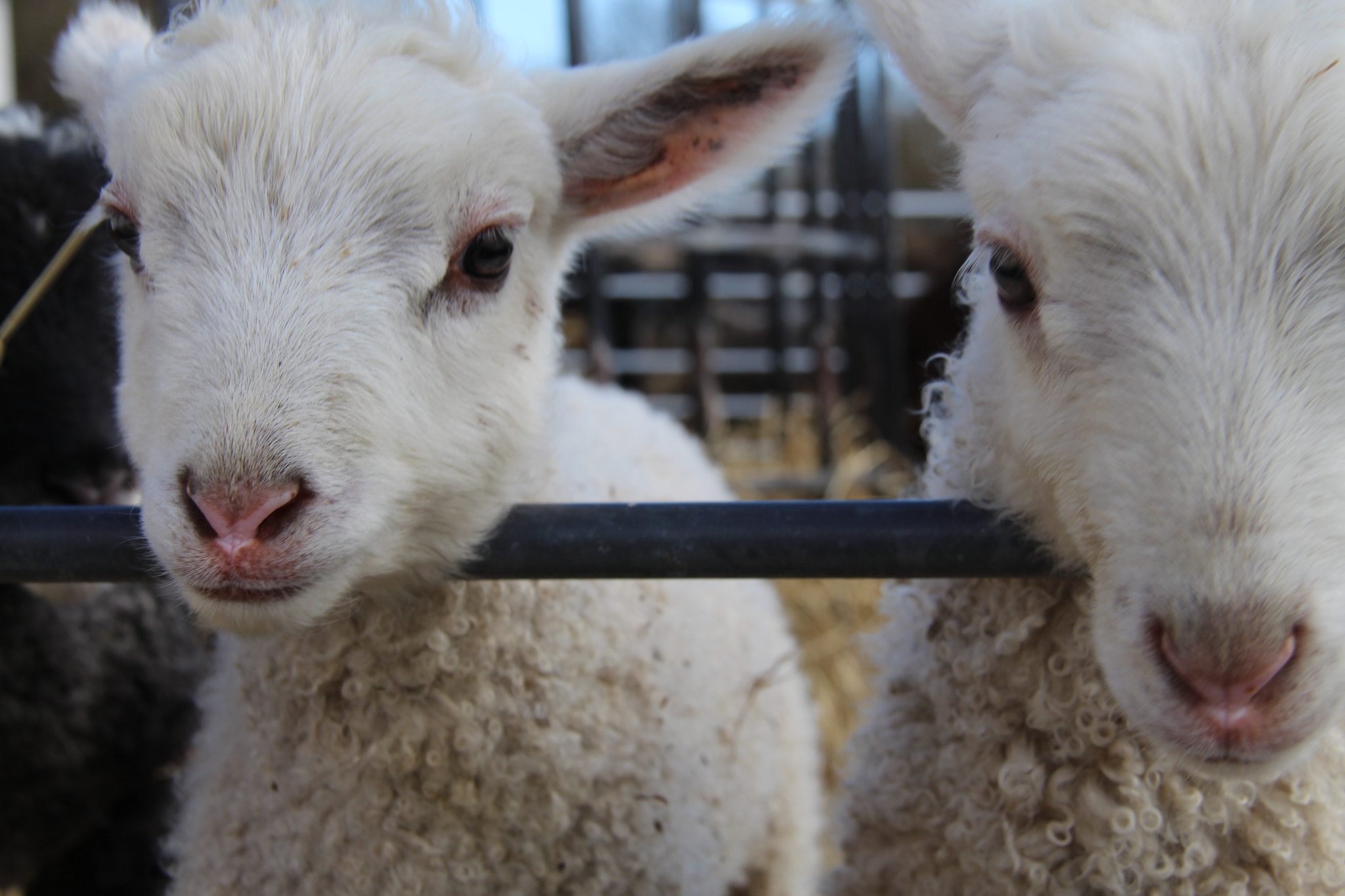 Canon EF-S 18-200mm F3.5-5.6 IS sample photo. Feeding lamb photography