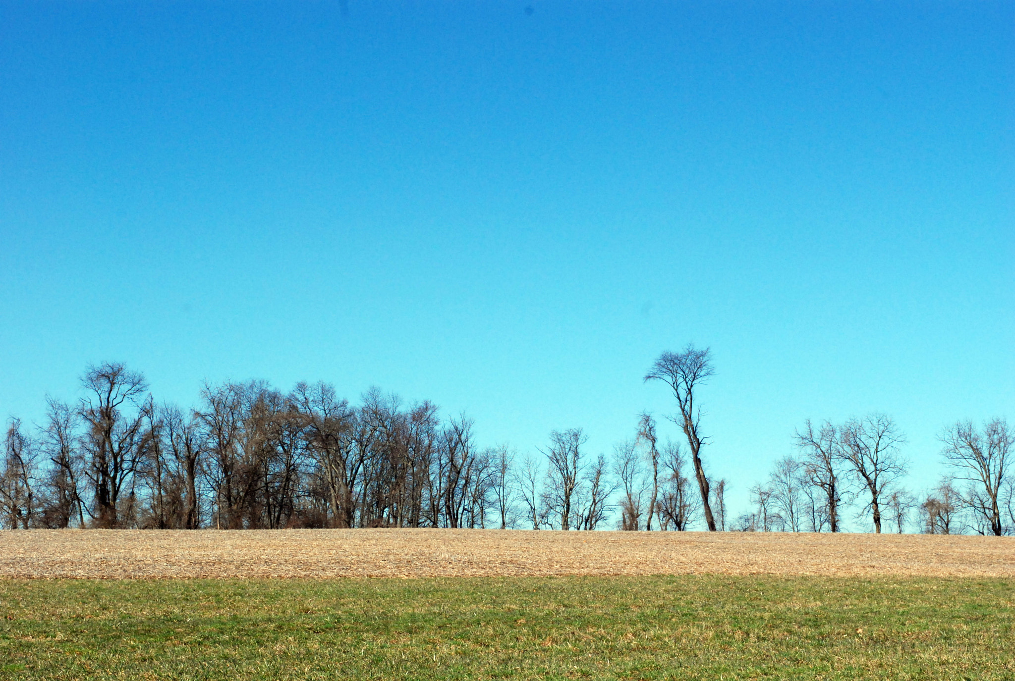 Nikon D80 sample photo. Tree line photography