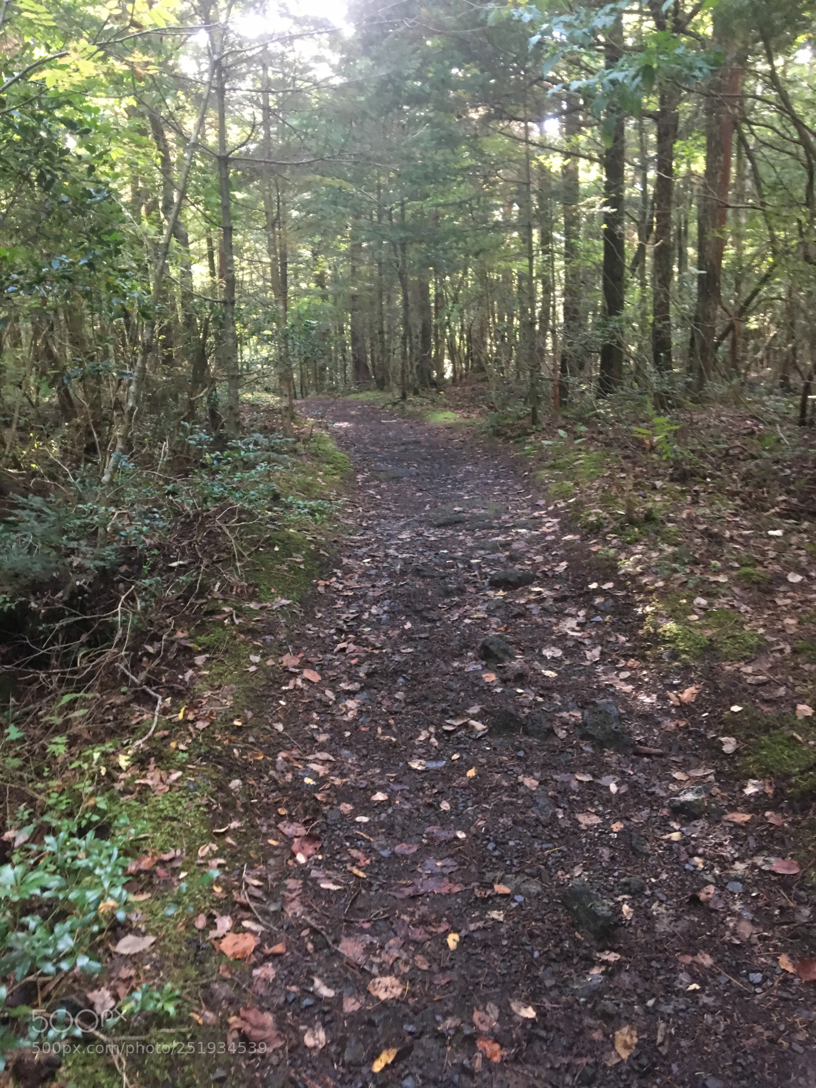 Apple iPhone 6s sample photo. Aokigahara 2 photography
