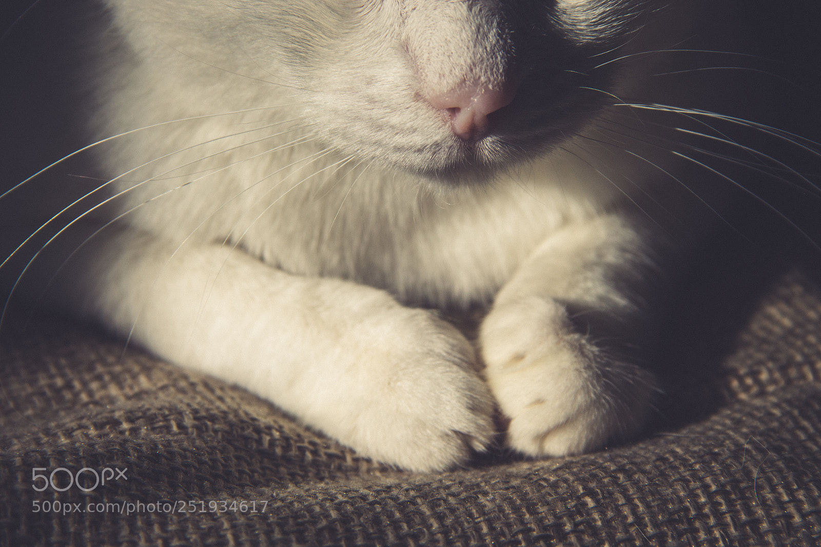 Canon EOS 1100D (EOS Rebel T3 / EOS Kiss X50) sample photo. Cute nose and paws photography