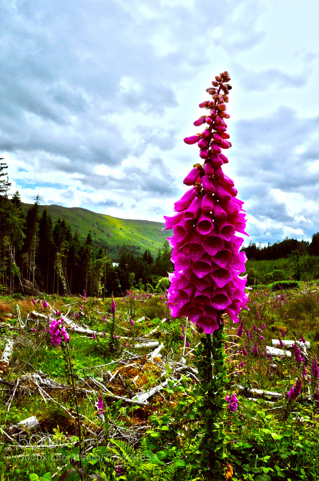 Nikon D90 sample photo. Wild flower photography