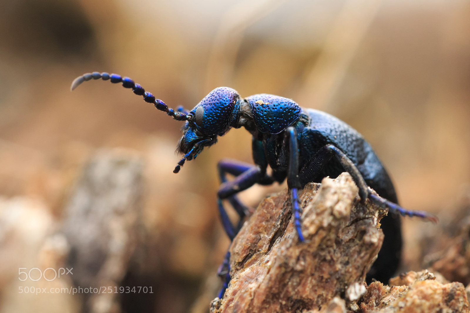 Canon EOS 70D sample photo. Violet oil beetle photography