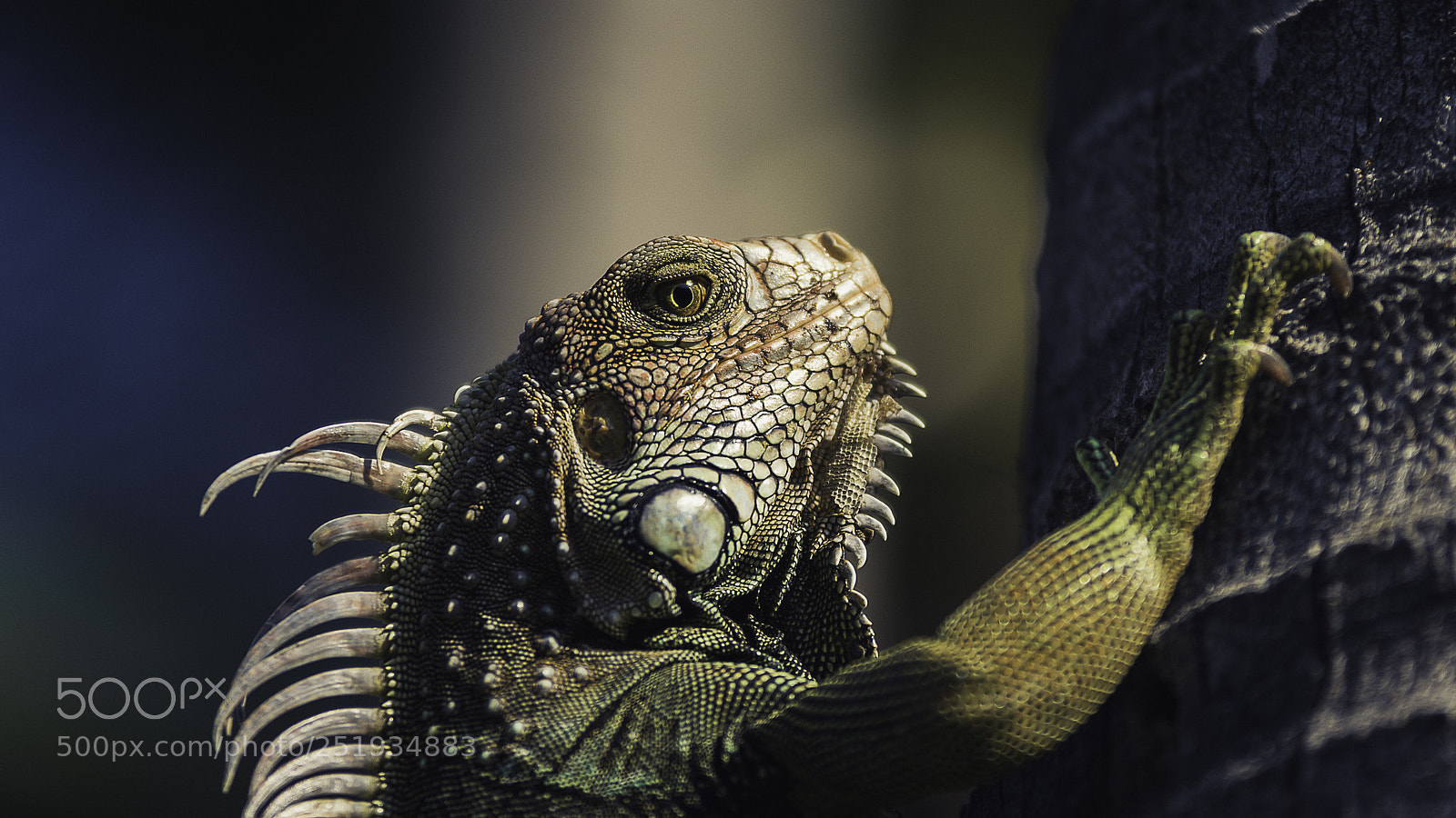 Nikon D7200 sample photo. Green iguana photography