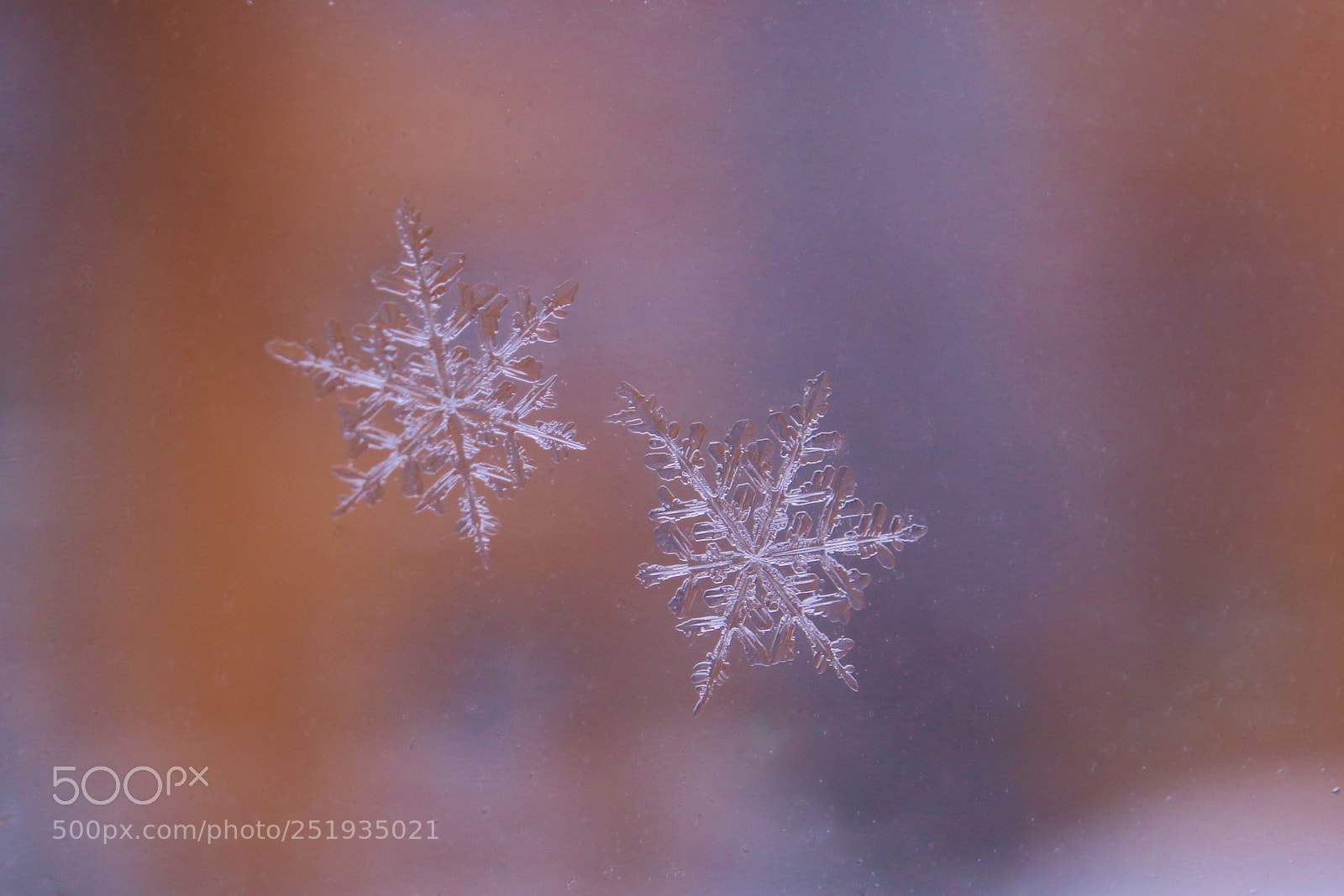 Canon EOS 70D sample photo. Cold twins photography