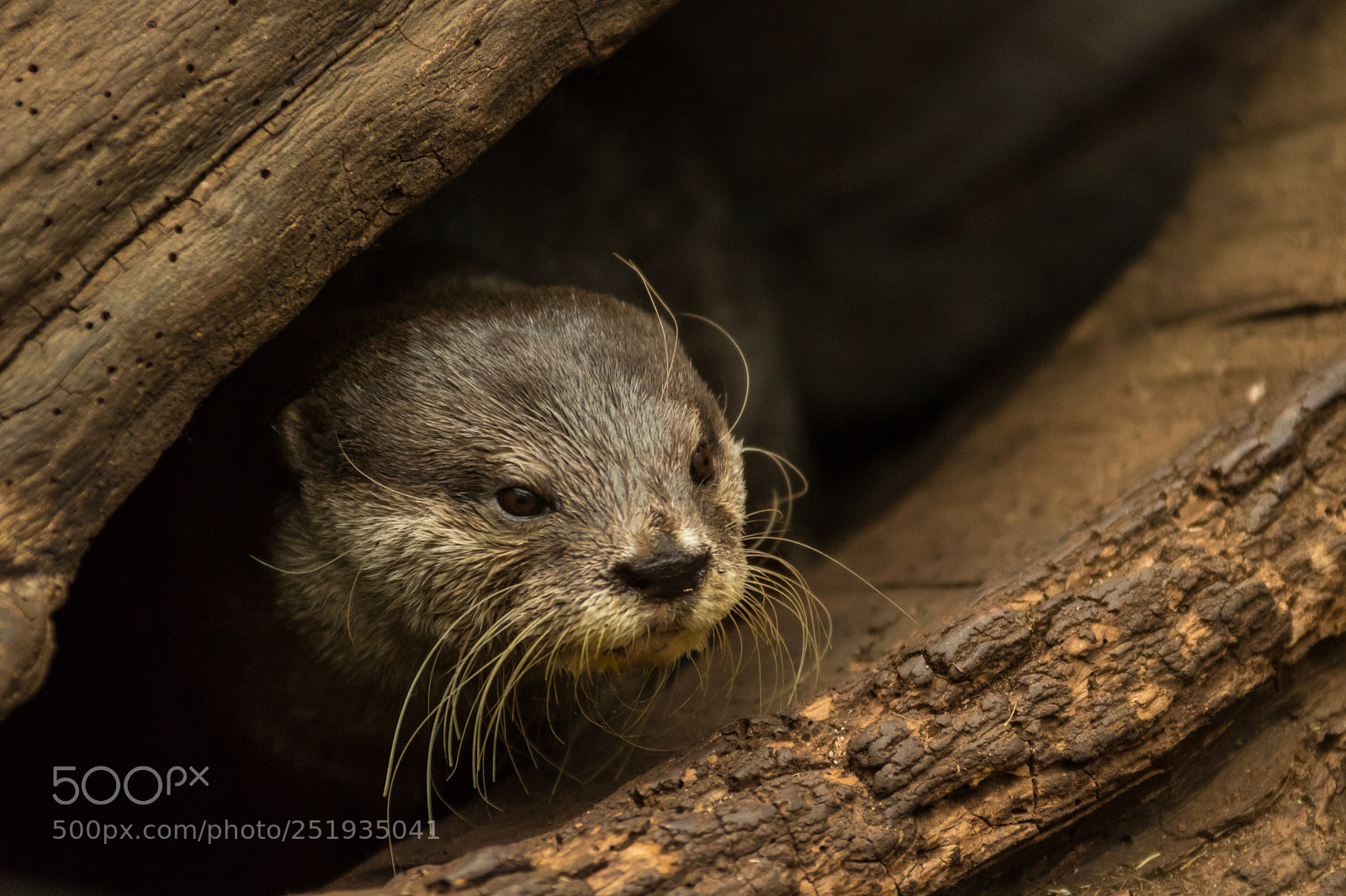 Canon EOS 750D (EOS Rebel T6i / EOS Kiss X8i) sample photo. Otter photography