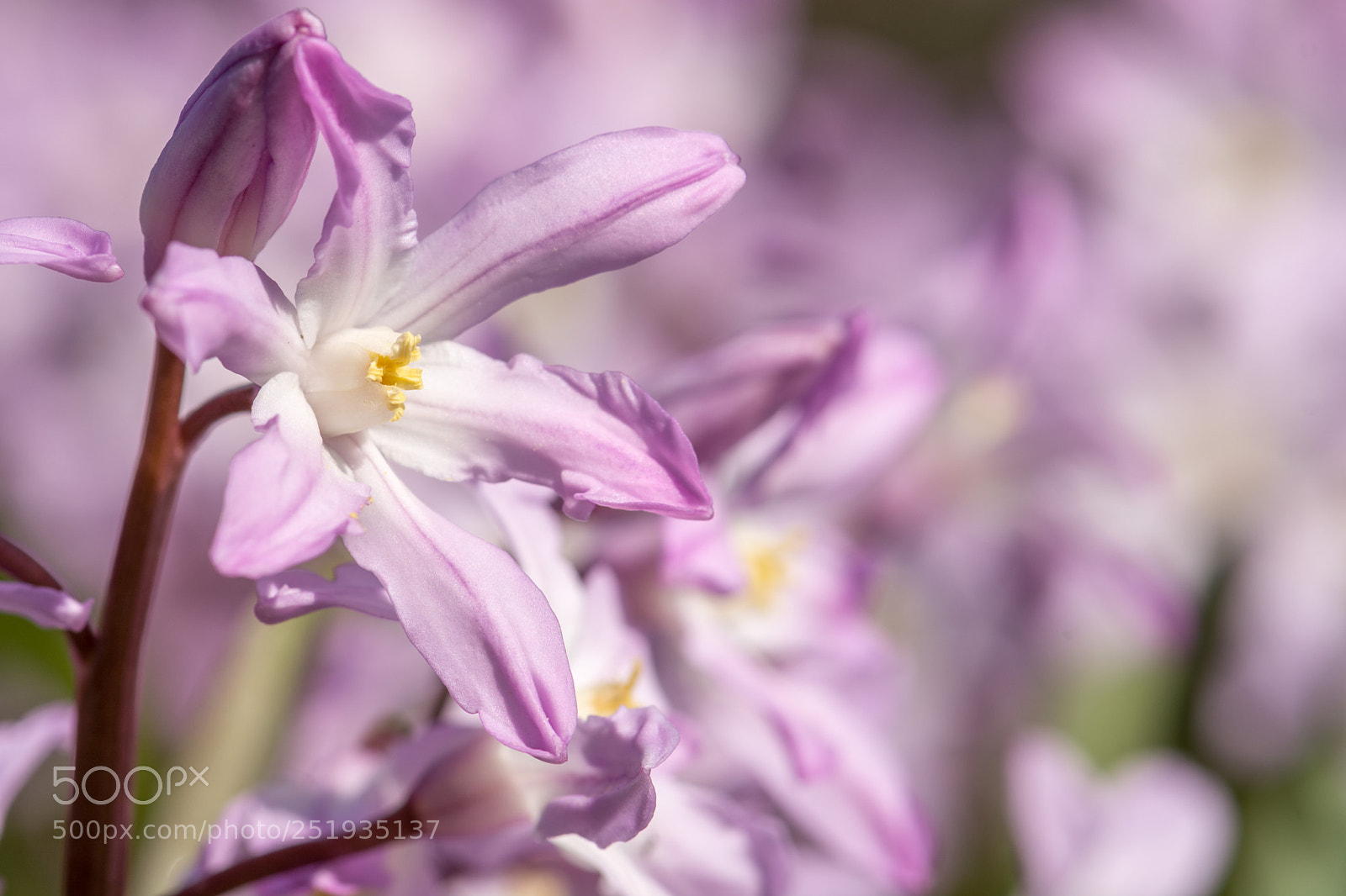 Nikon D5200 sample photo. Easter flower 1 photography