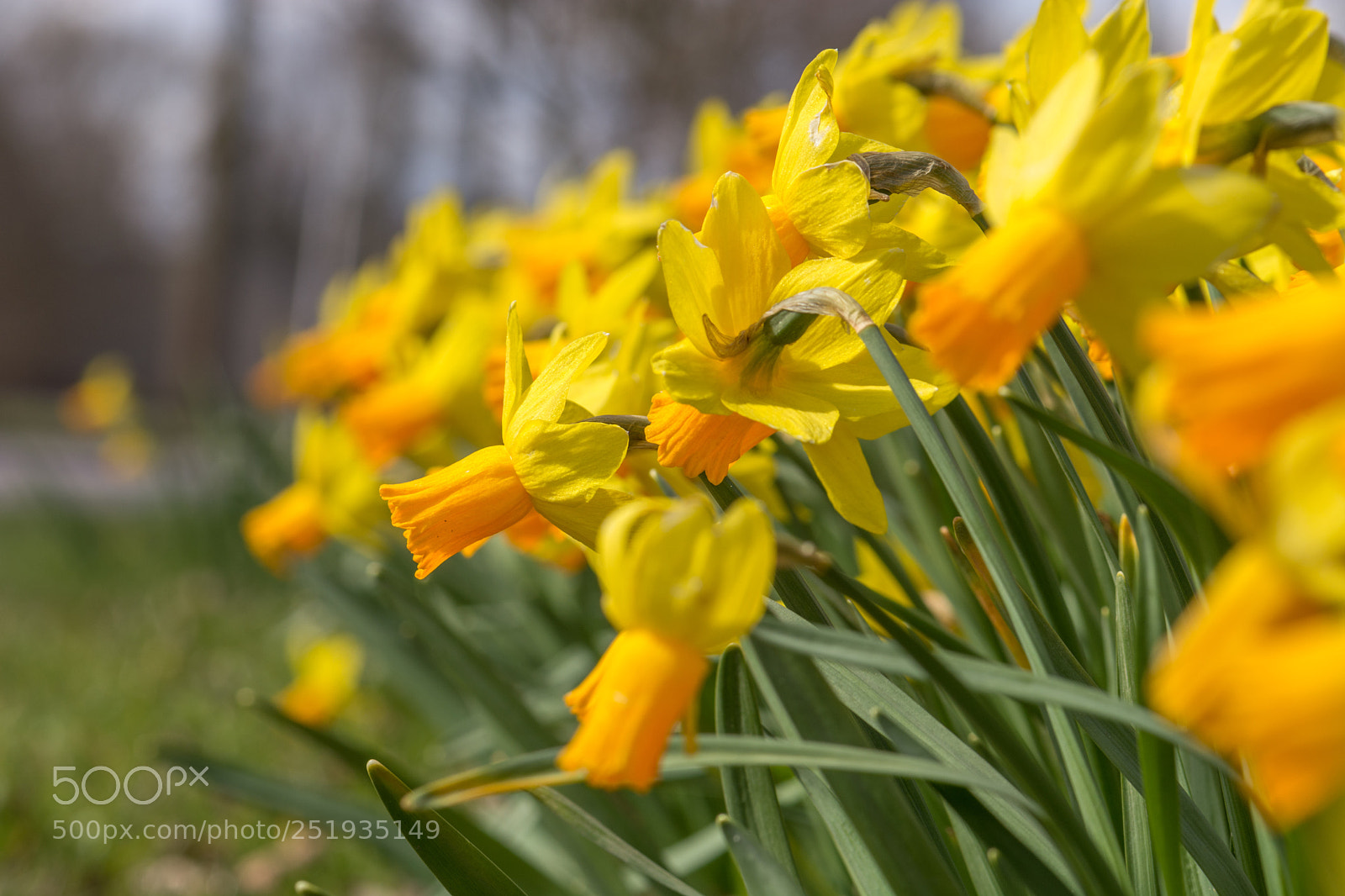 Nikon D5200 sample photo. Flower bed photography