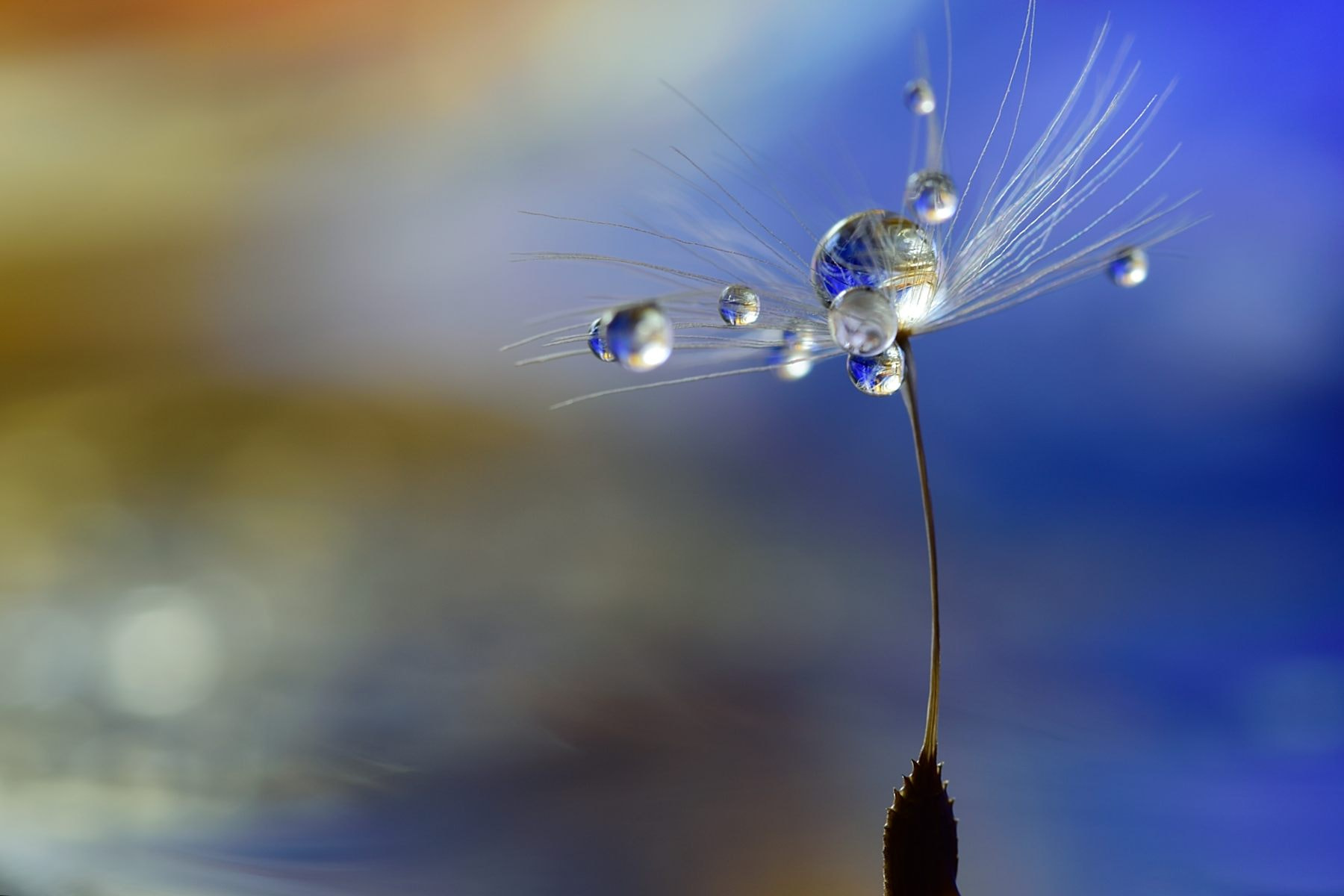 Sigma 105mm F2.8 EX DG OS HSM sample photo. Fantasy land photography