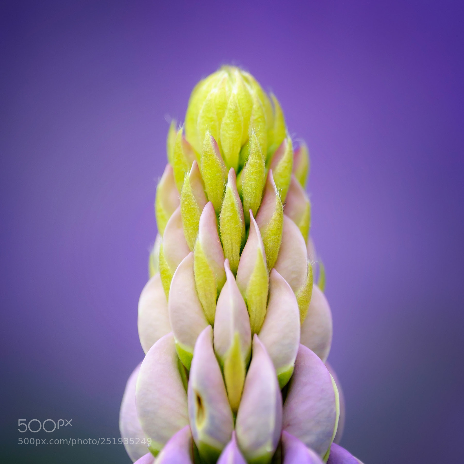 Fujifilm X-T1 sample photo. Lupine detail in may photography