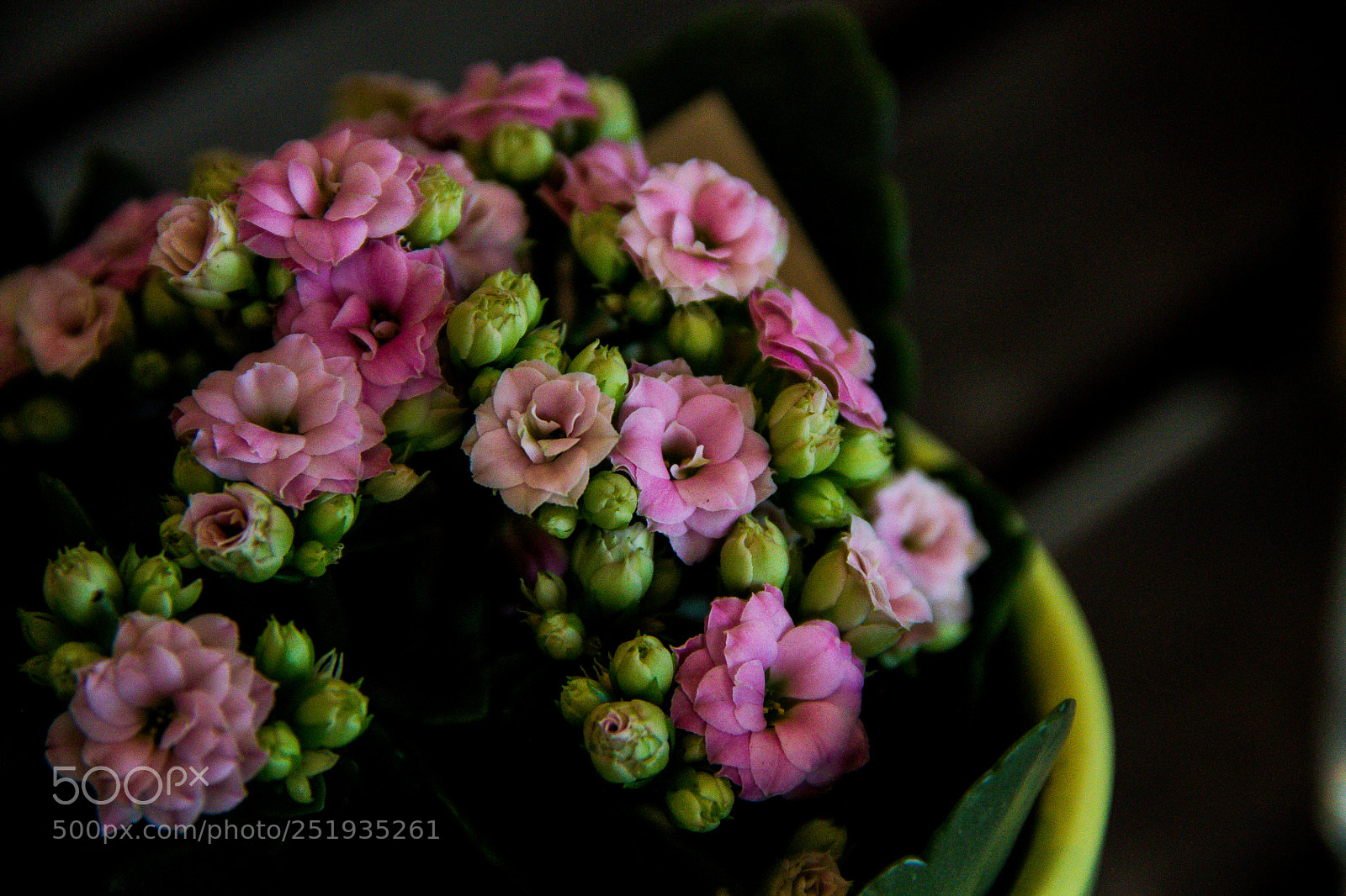 Canon EOS 1100D (EOS Rebel T3 / EOS Kiss X50) sample photo. Macro flowers photography