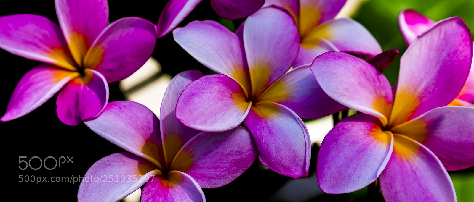 Sony a7R III sample photo. Plumeria photography