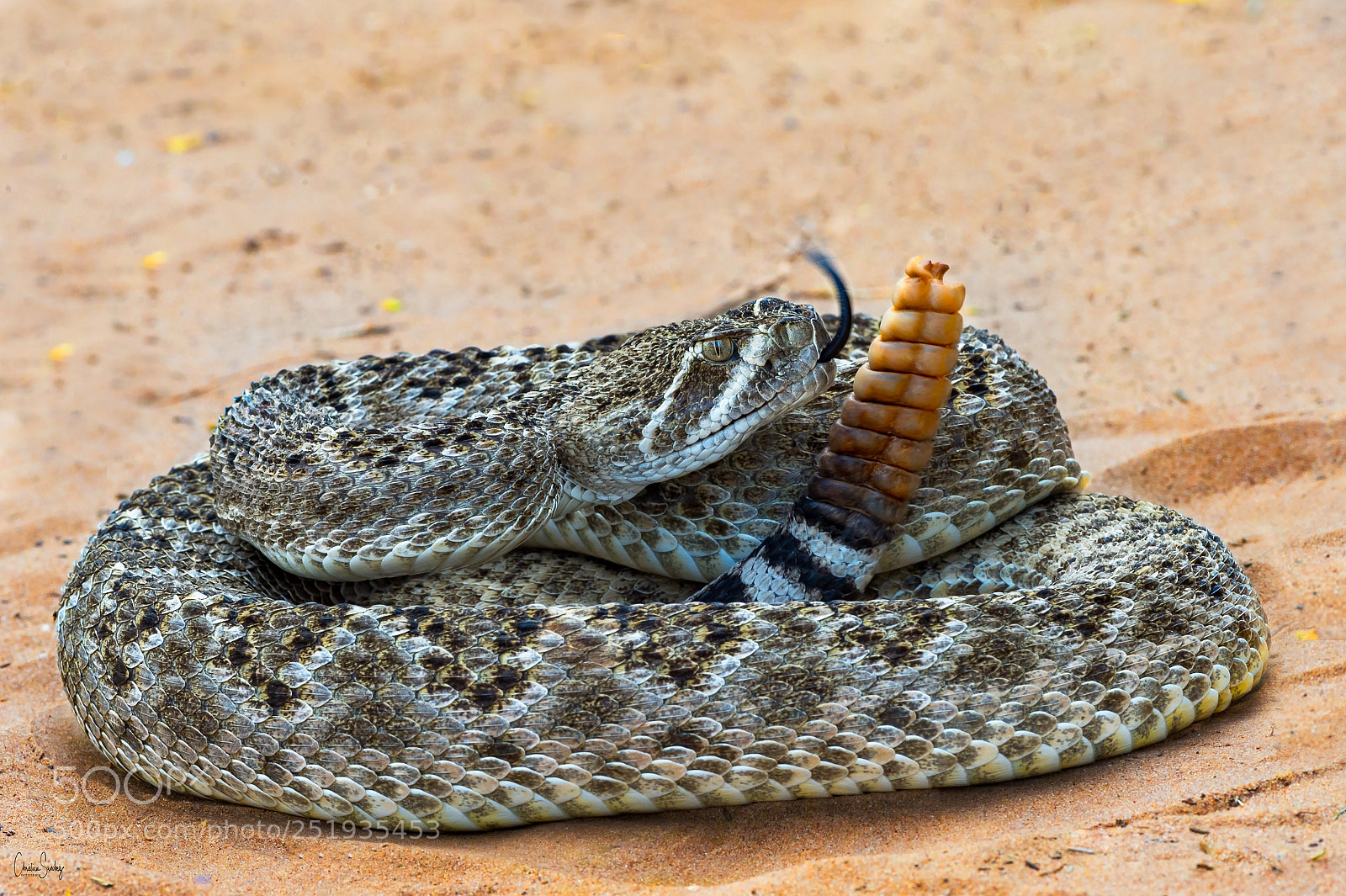 Nikon D4 sample photo. Western diamondback rattlesnake photography