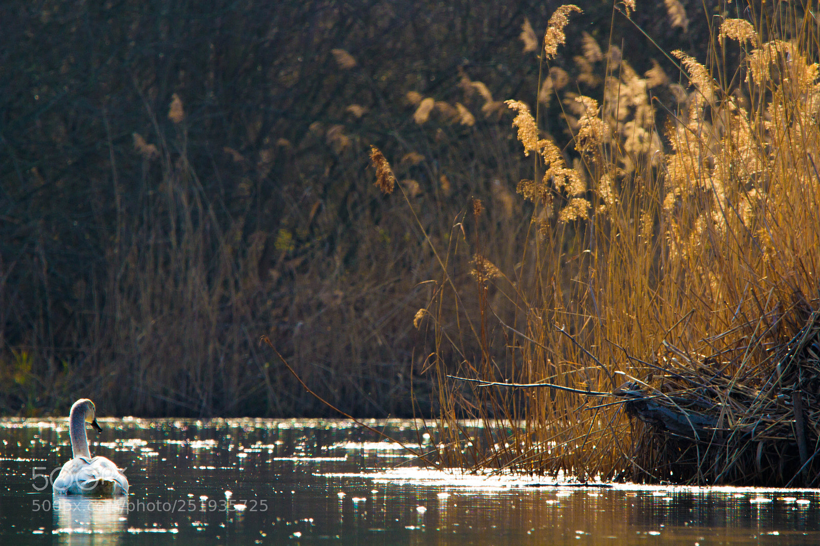 Canon EOS 600D (Rebel EOS T3i / EOS Kiss X5) sample photo. Goldener abend photography