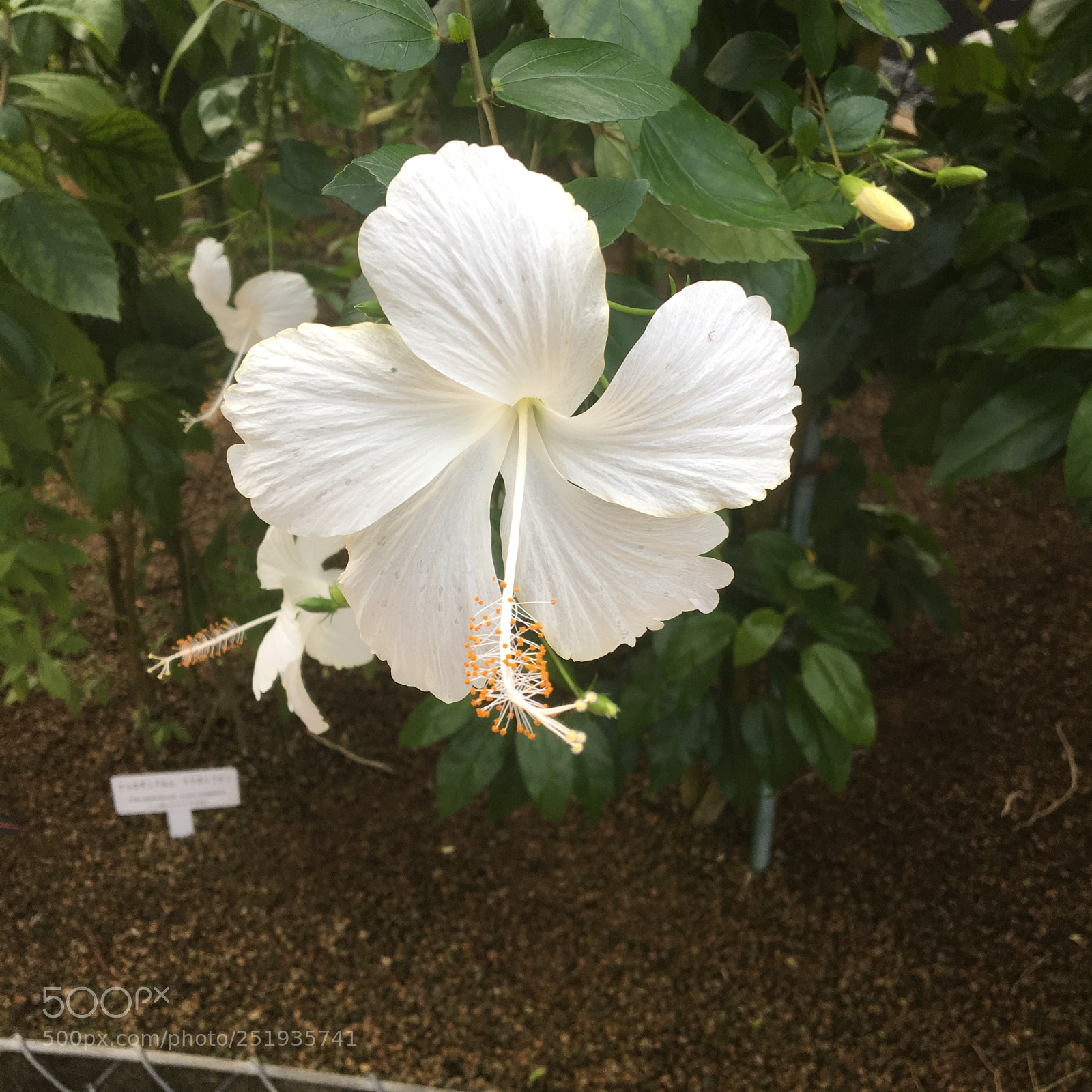 Apple iPhone 6s sample photo. Flower 2 photography