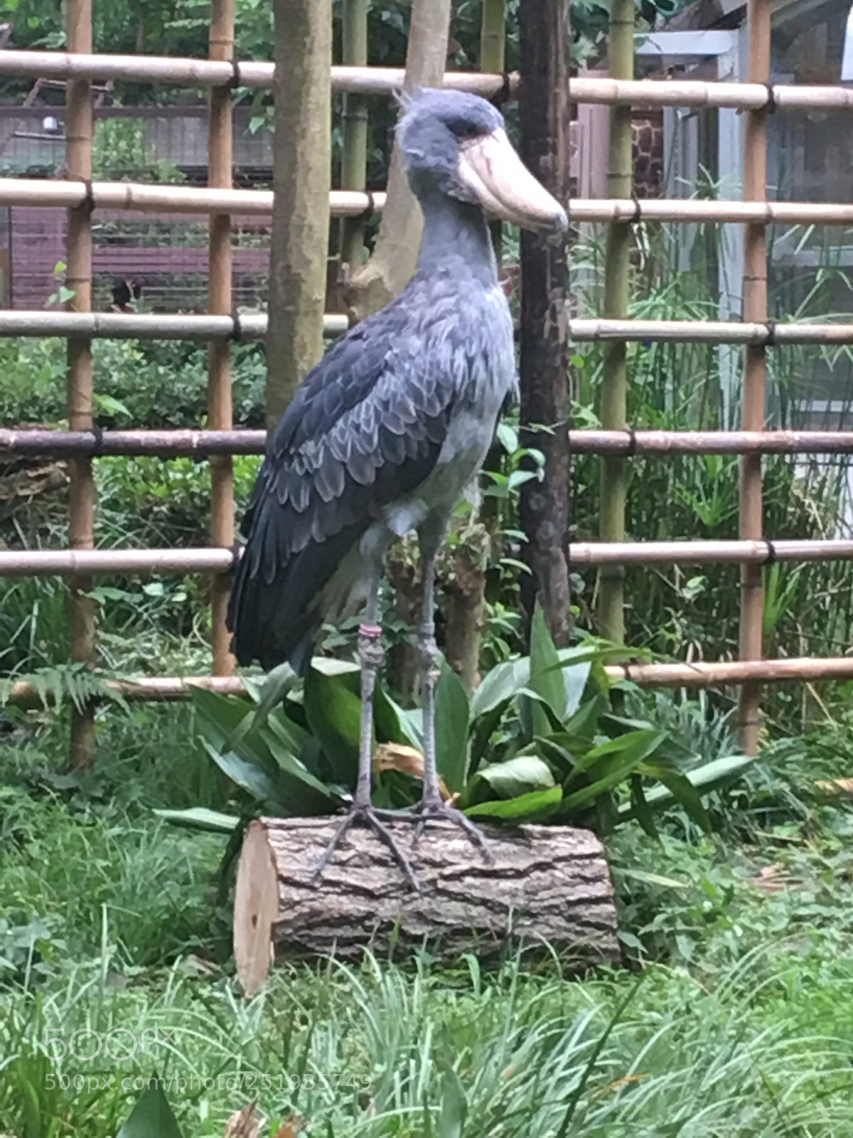 Apple iPhone 6s sample photo. Ueno zoo photography